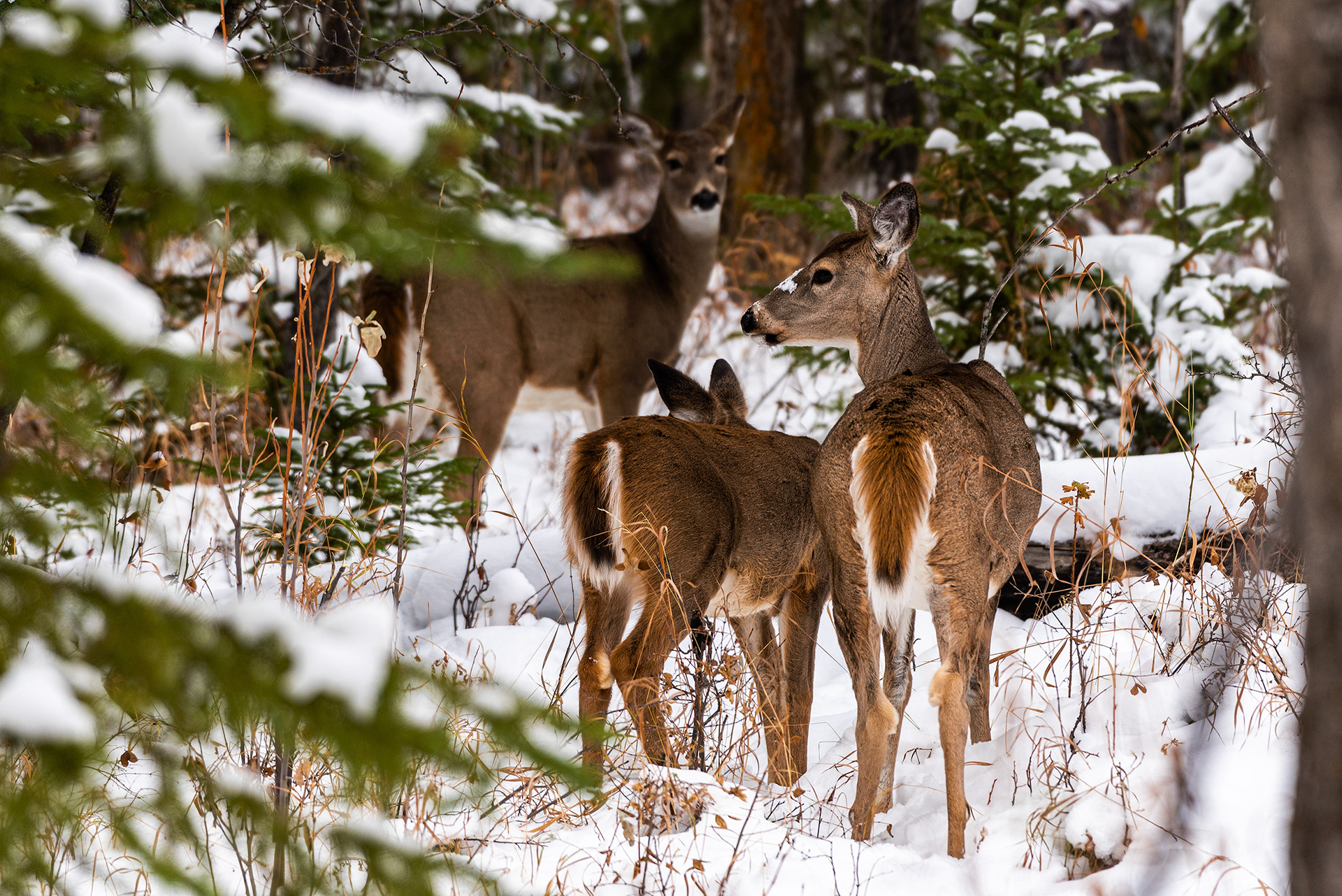 White-tailed Deer near the Marshall Springs ponds in Fish Creek Provincial Park
