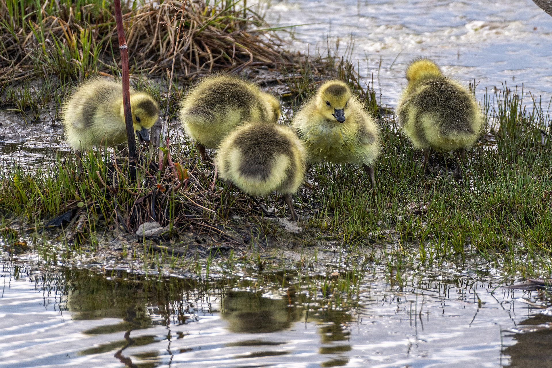 Canada Goose goslings at Bridlewood Wetlands Park, Calgary, Alberta