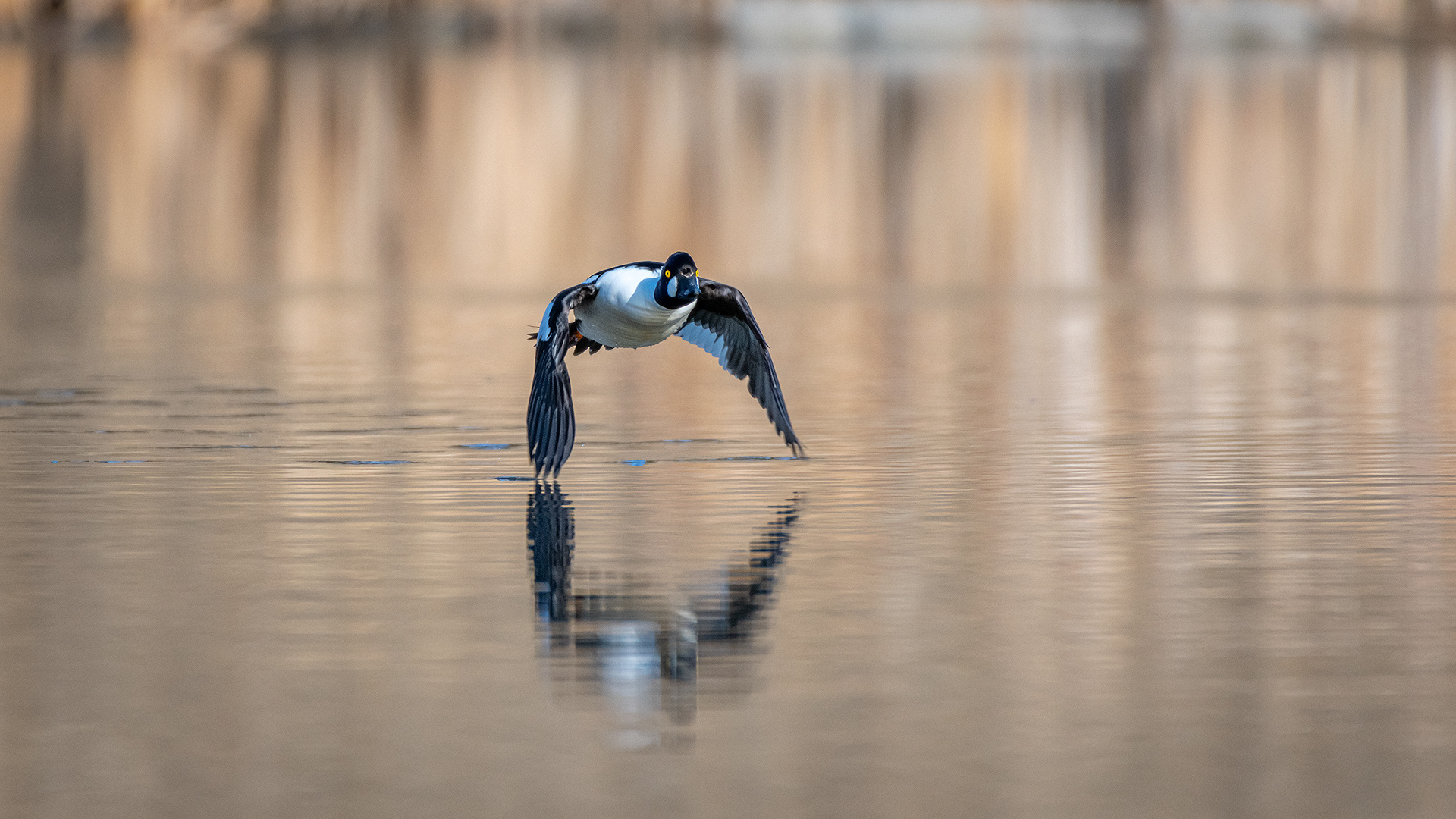 Common Goldeneye (male) in flight, Marshall Springs, Fish Creek Provincial Park, Calgary, AB