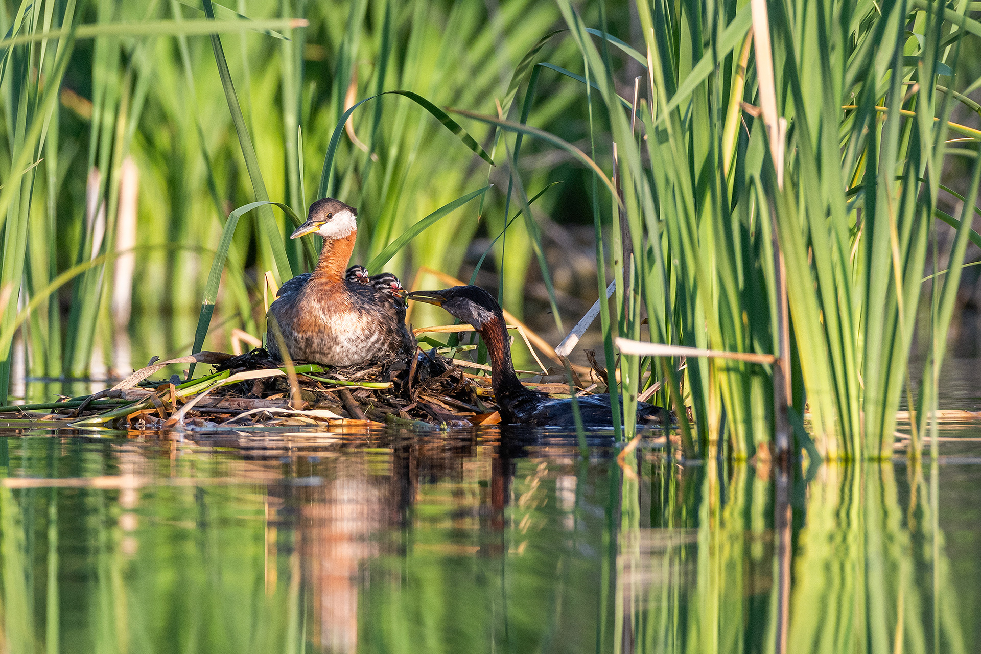Red-necked Grebe pair at their nest with the two chicks (female on the nest, male feeding the chicks), Marshall Springs - Fish Creek Prov. Park, Calgary, AB