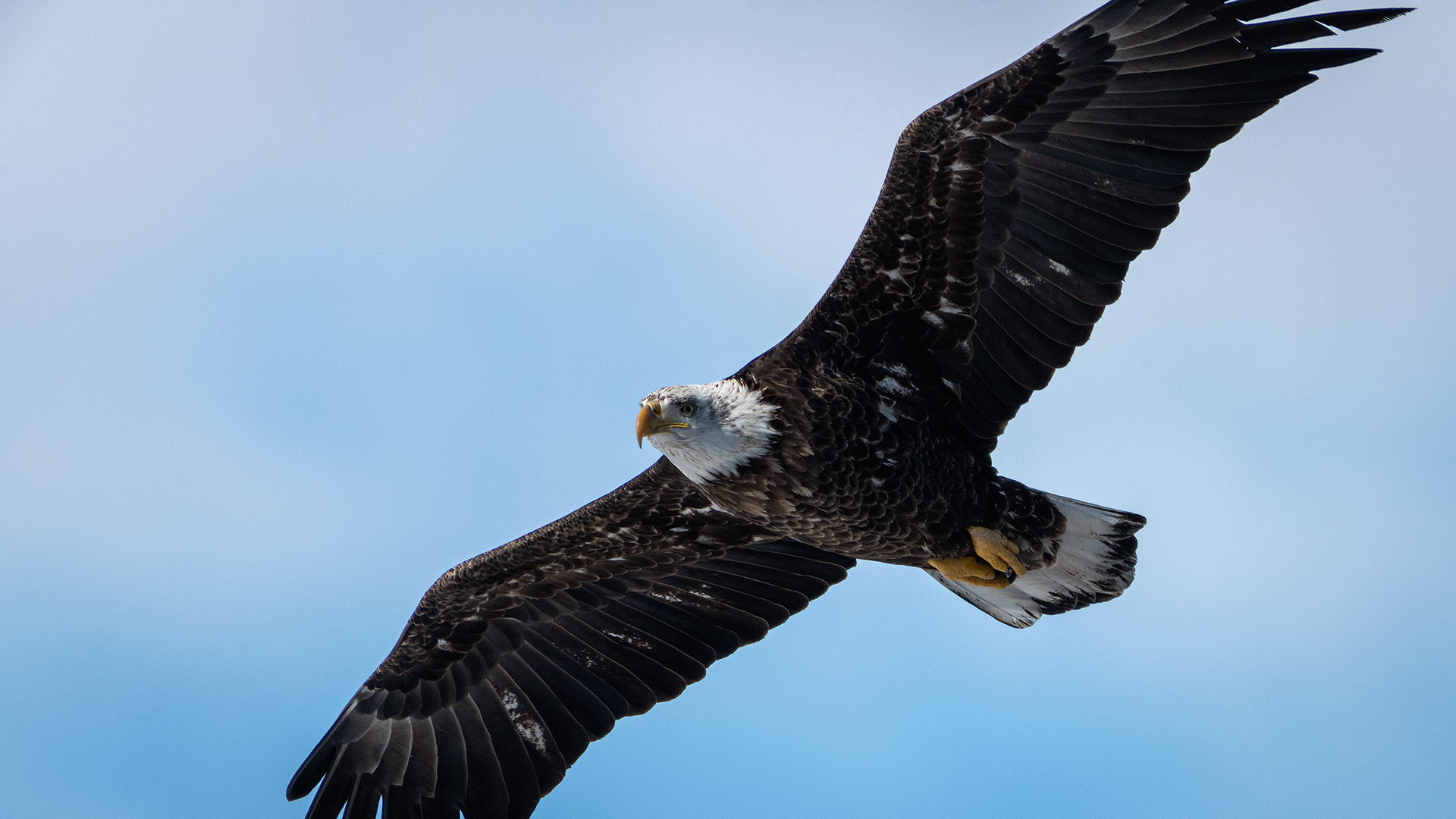 Bald Eagle (immature, but barely) in flight - Southview Off Leash Dog Park, Calgary, AB