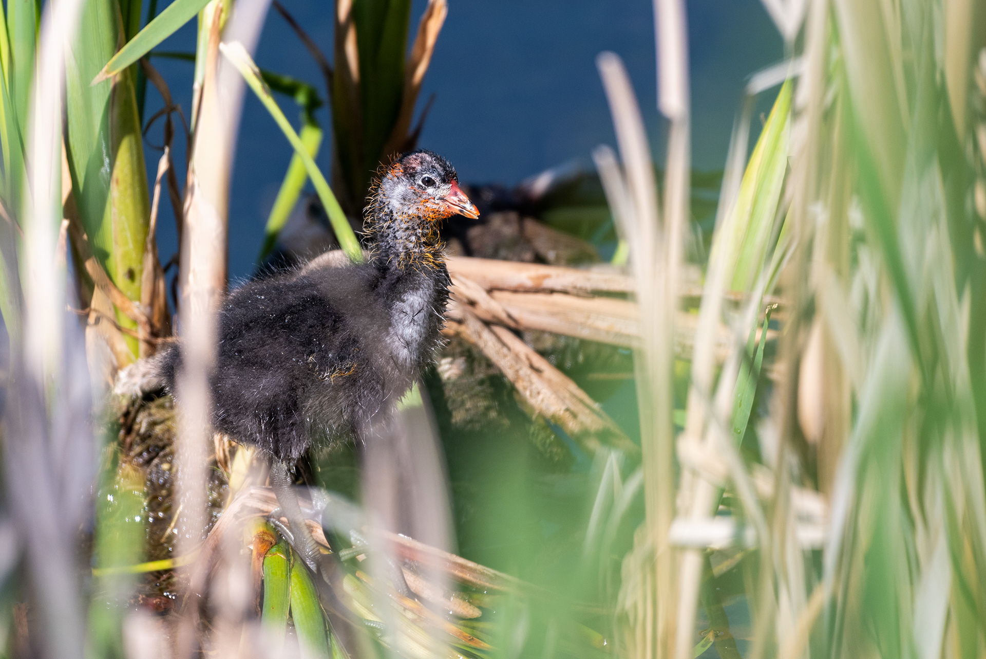 American Coot chick, Bridlewood Wetlands Park, Calgary, Alberta