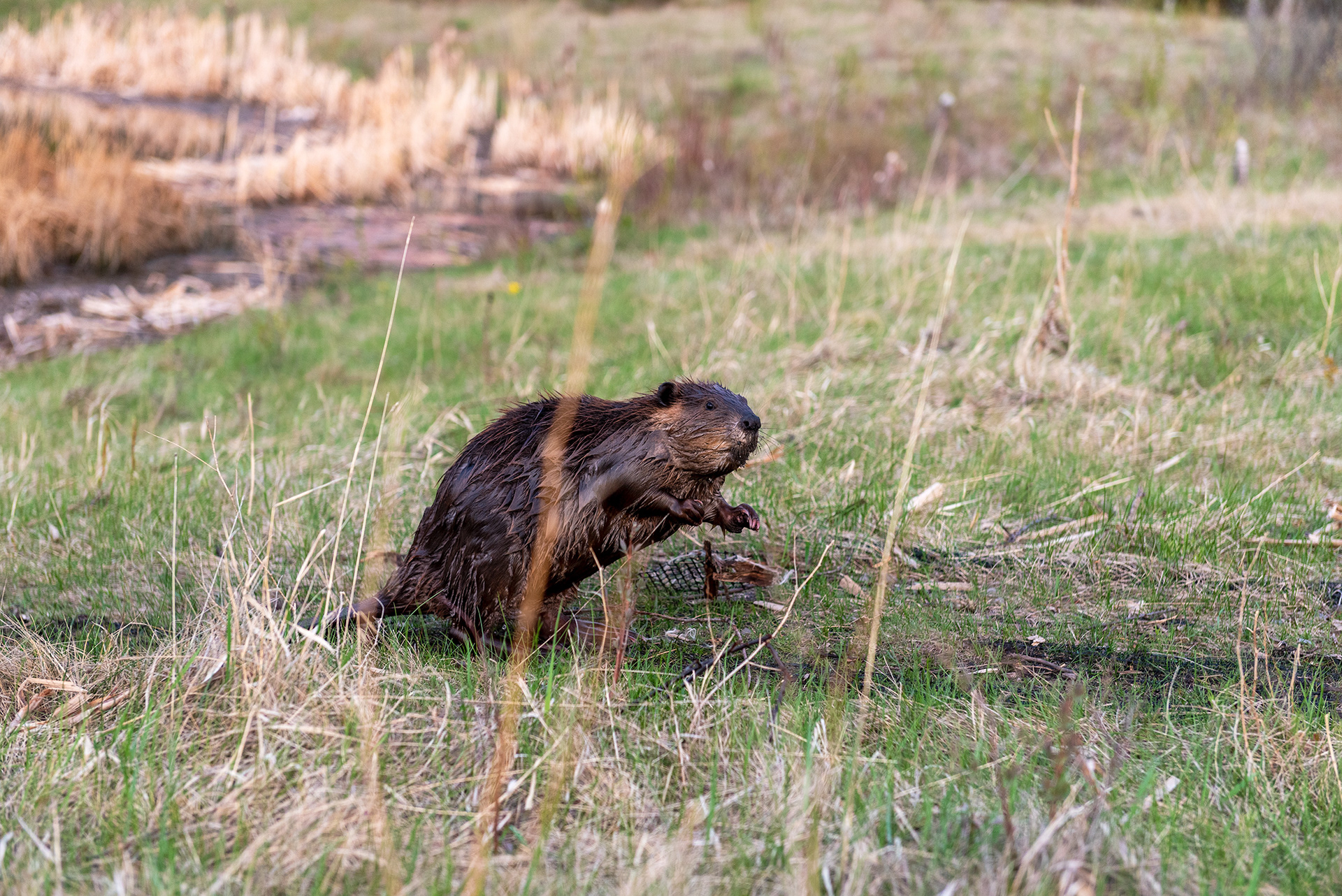 beaver, Marshall Springs, Fish Creek Provincial Park, Calgary, Alberta