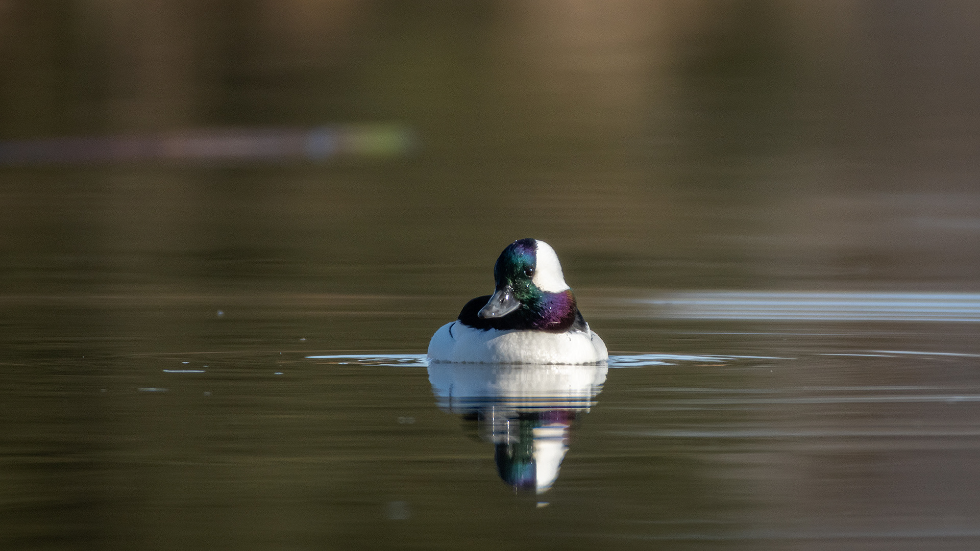 Bufflehead (male), Marshall Springs, Fish Creek Provincial Park, Calgary, AB