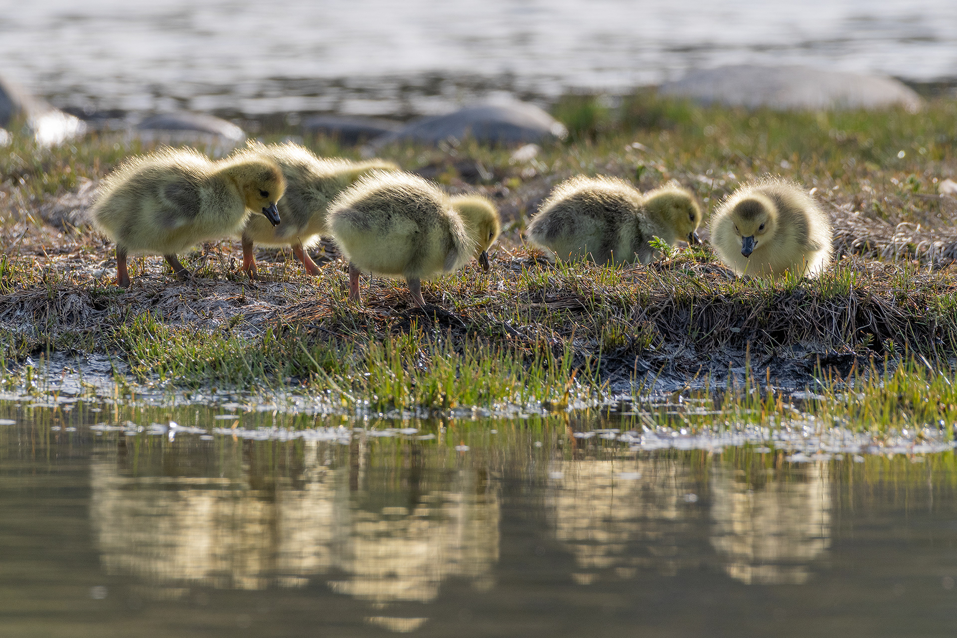 Canada Goose goslings at Bridlewood Wetlands Park, Calgary, Alberta