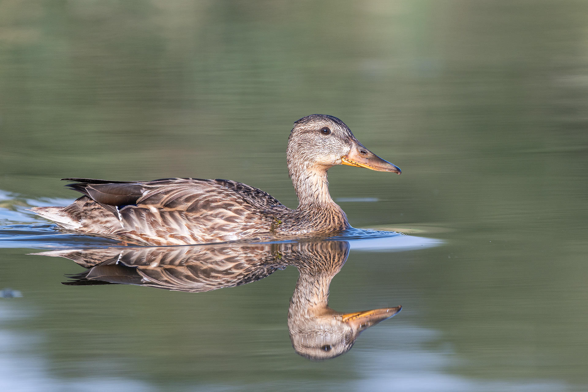 Mallard (female), Marshall Springs - Fish Creek Prov. Park, Calgary, AB