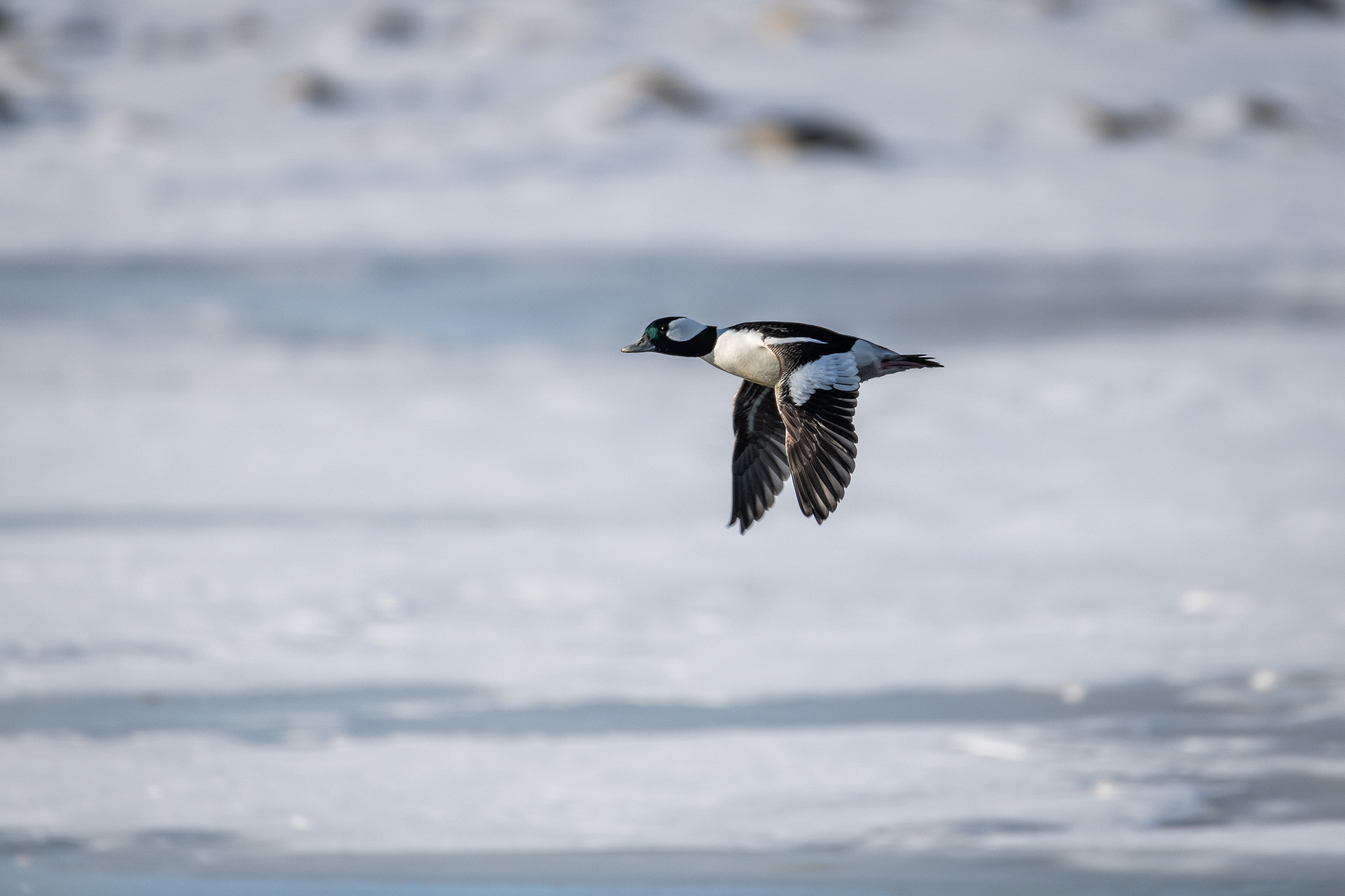 Bufflehead (male) in flight - Bow River, Refinery Park, Calgary, AB