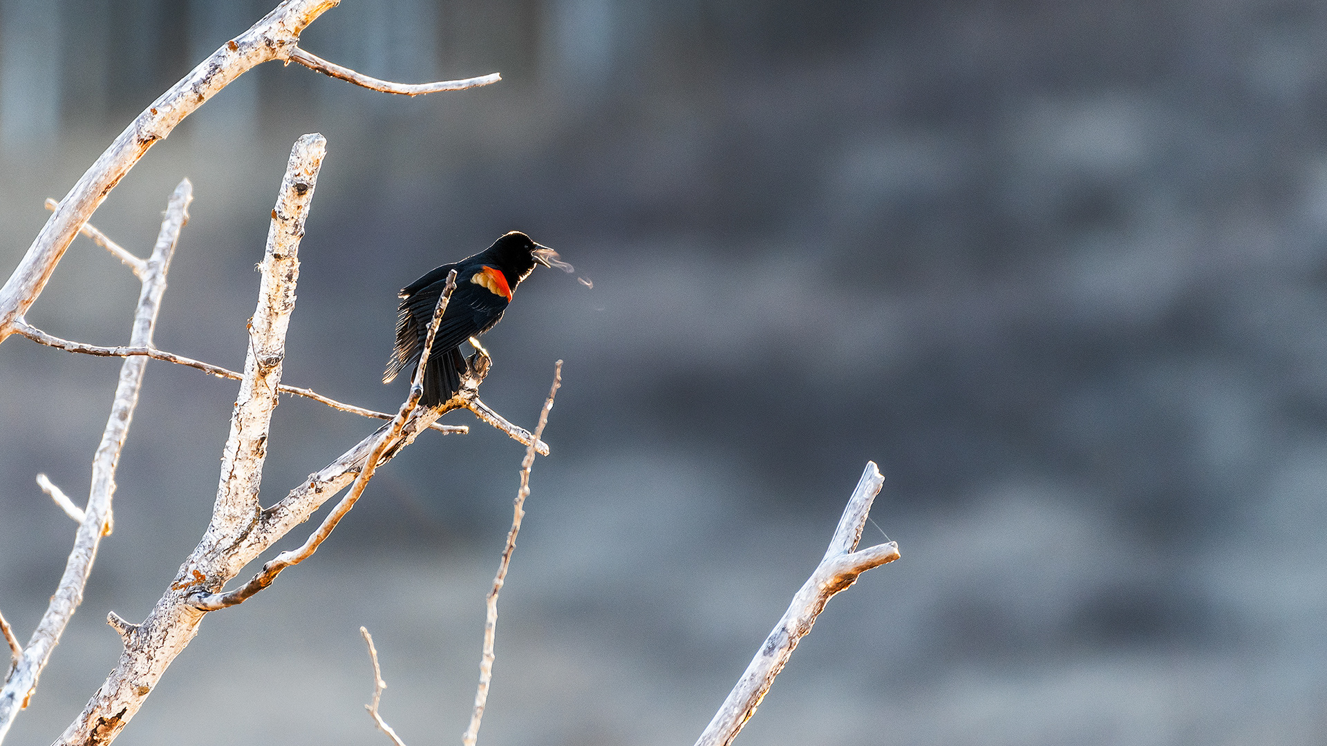 Red-winged Blackbird (male) at the Marshall Springs ponds on a cold frosty morning in Fish Creek Provincial Park