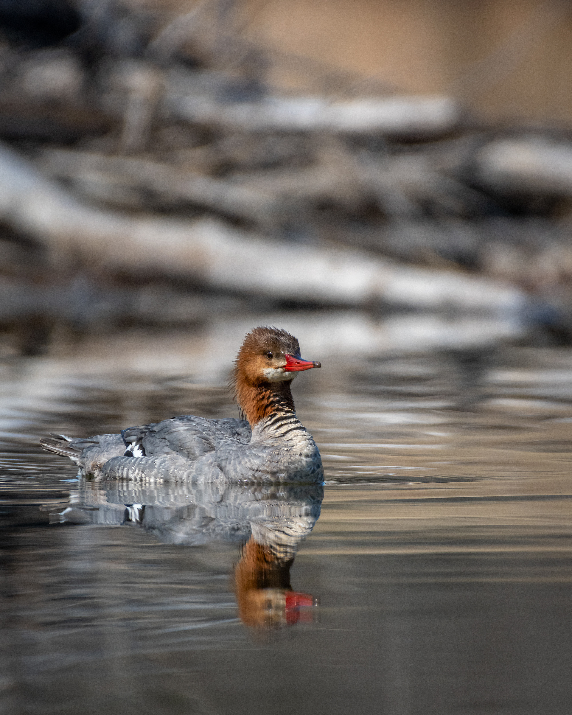 Common Merganser (female), Marshall Springs, Fish Creek Provincial Park, Calgary, AB