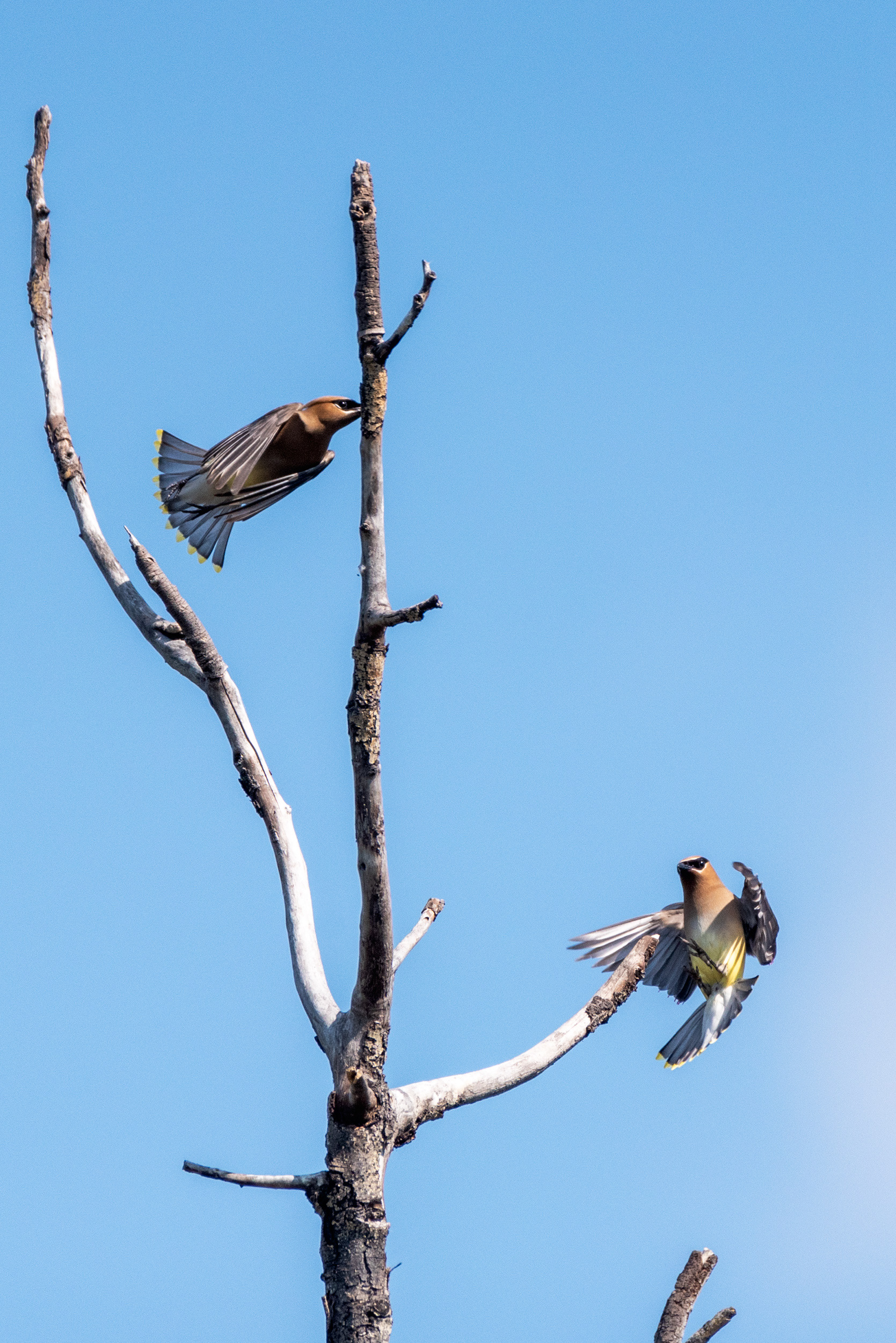 Cedar Waxwings