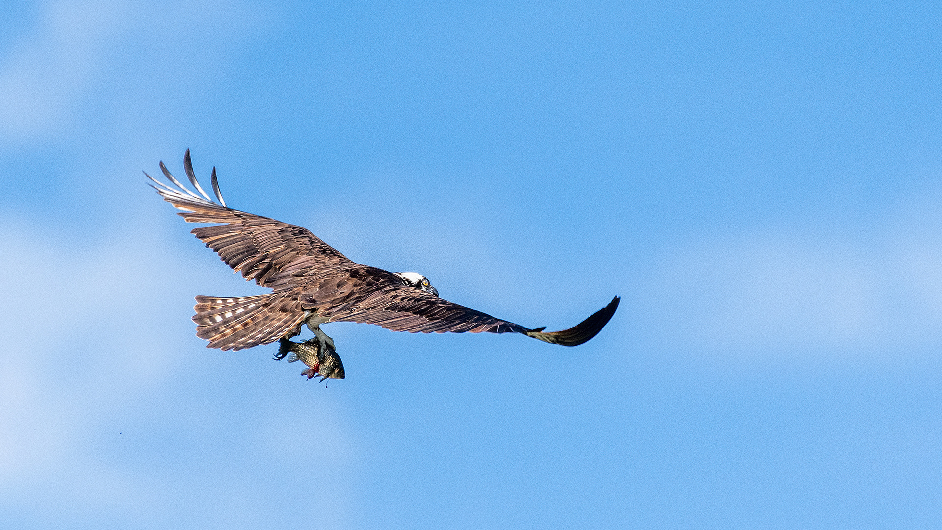 Osprey (in flight, with catch) at the Marshall Springs ponds in Fish Creek Provincial Park, Calgary, Alberta