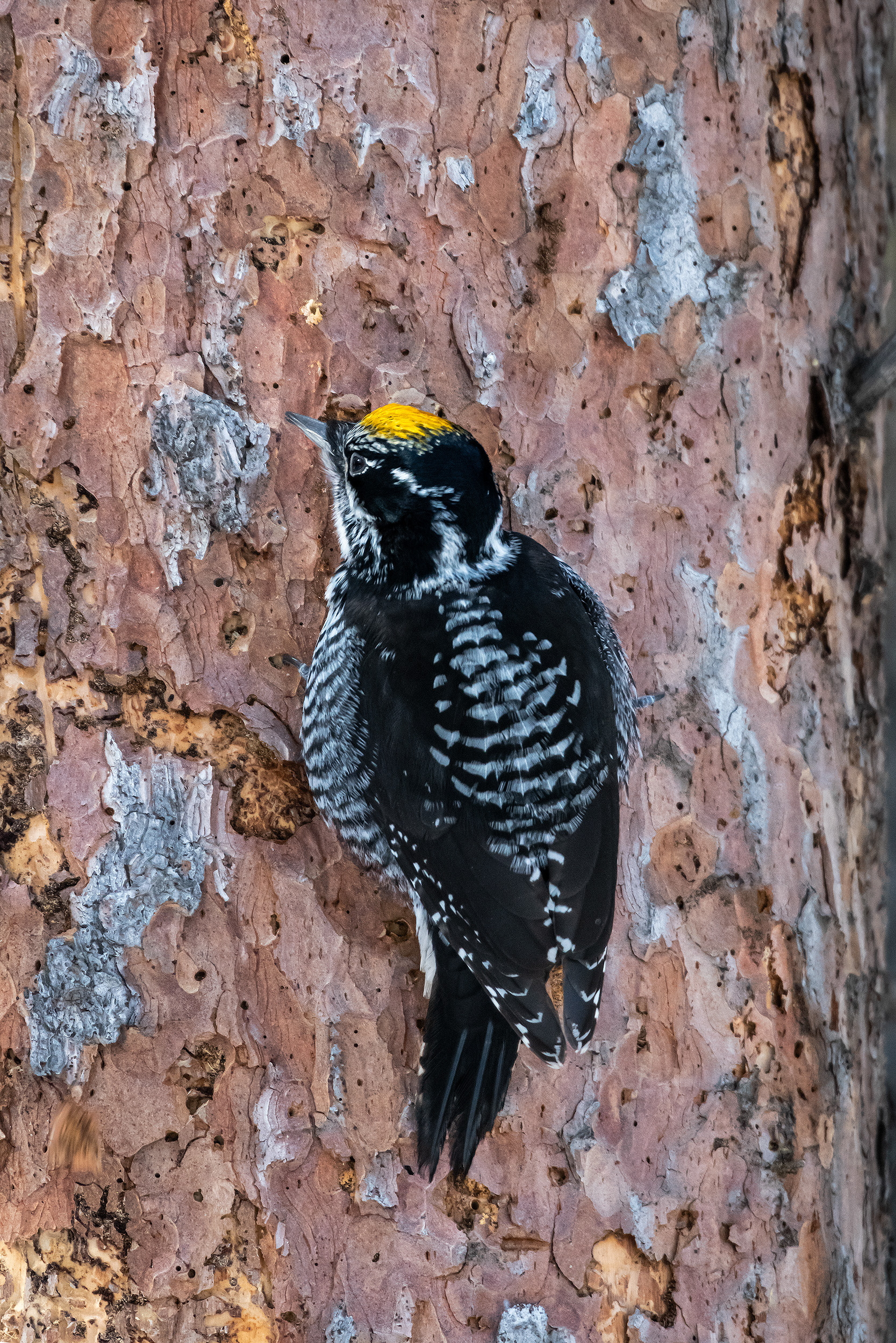 Three-toed Woodpecker (male), near the Marshall Springs area of Fish Creek Provincial Park, Calgary, AB