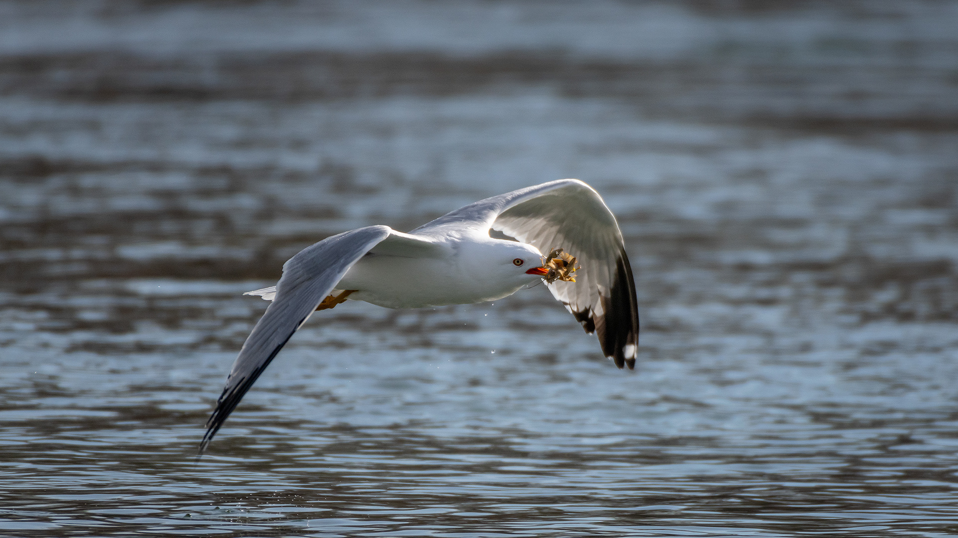 Ring-billed Gull (in flight) with a crayfish, near the Harvie Passage of the Bow River, Pearce Estate Park, Calgary, AB