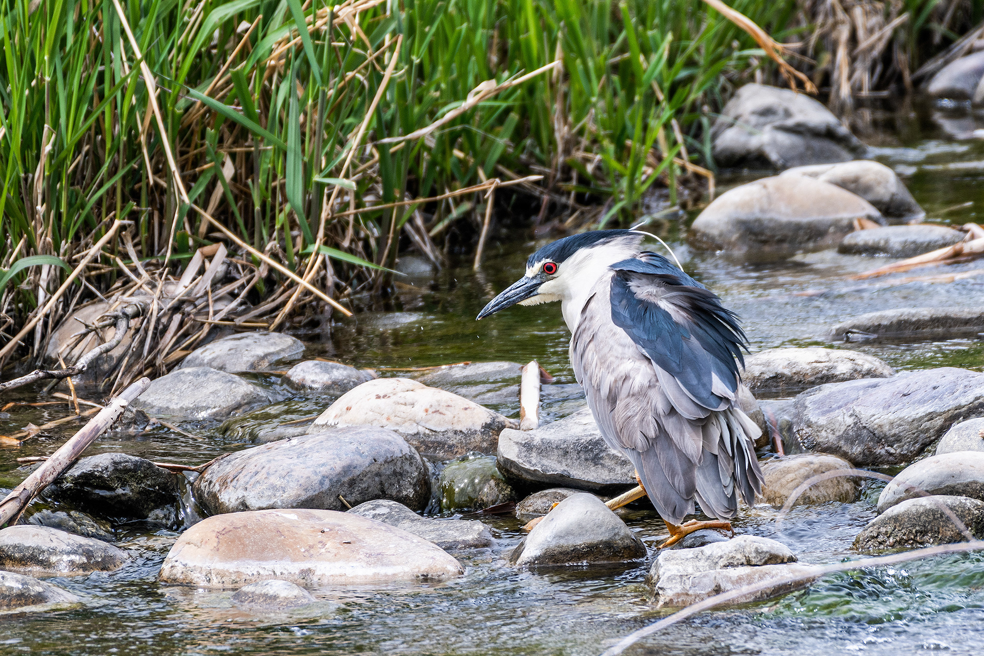 Black-crowned Night-Heron fishing at Bridlewood Wetlands Park, Calgary, Alberta