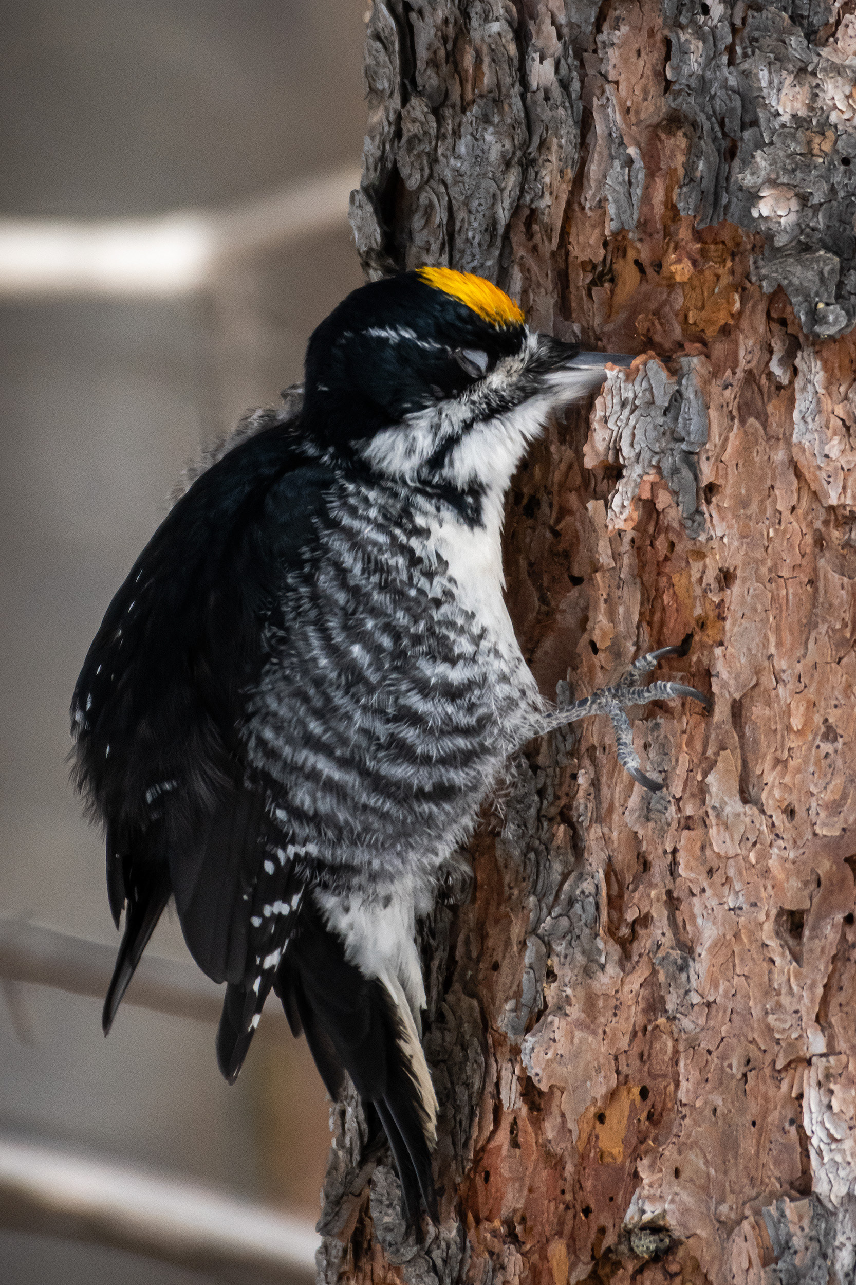 Black-backed Woodpecker (male), near the Marshall Springs area of Fish Creek Provincial Park, Calgary, AB