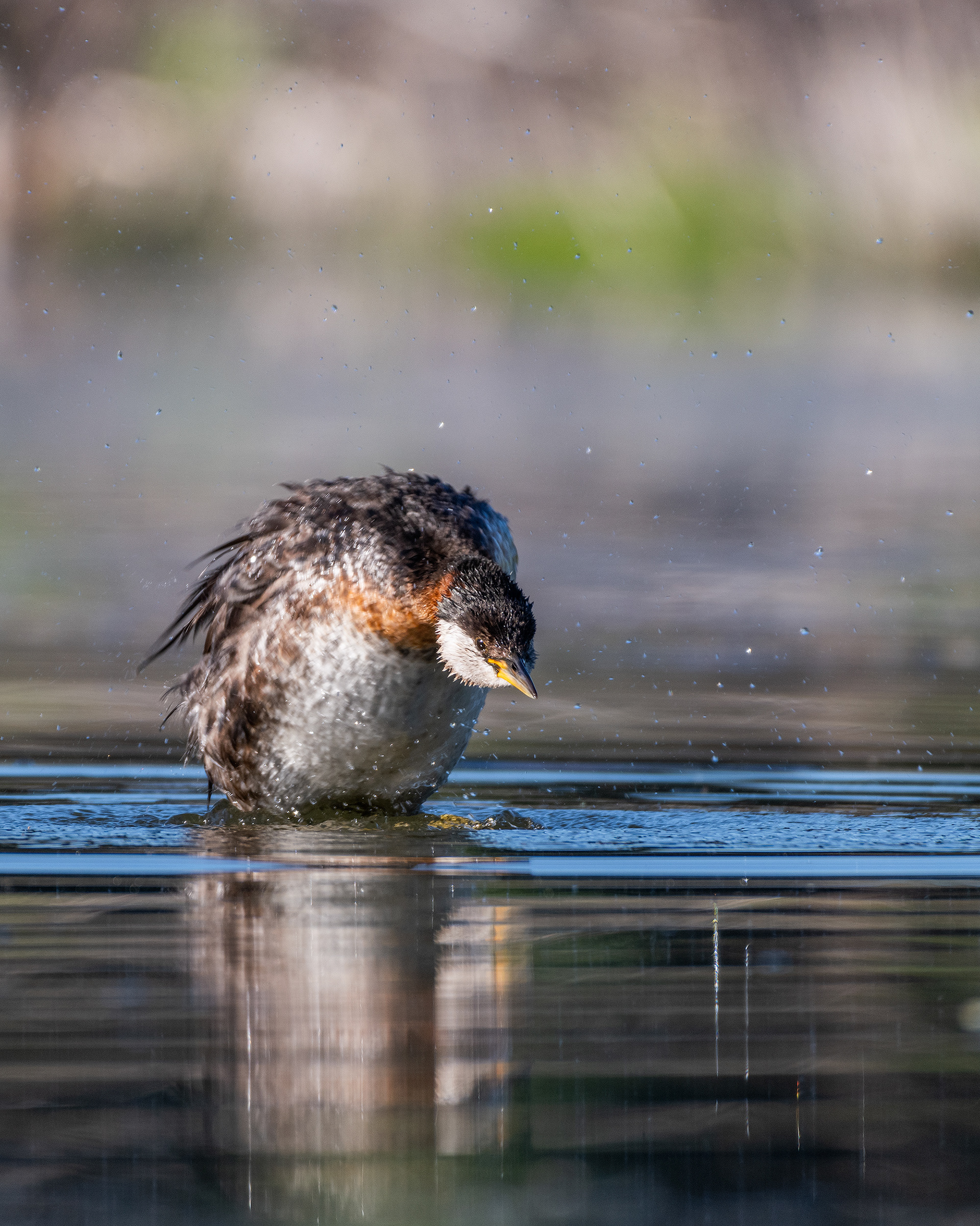 Red-necked Grebe (female), Marshall Springs - Fish Creek Prov. Park, Calgary, AB