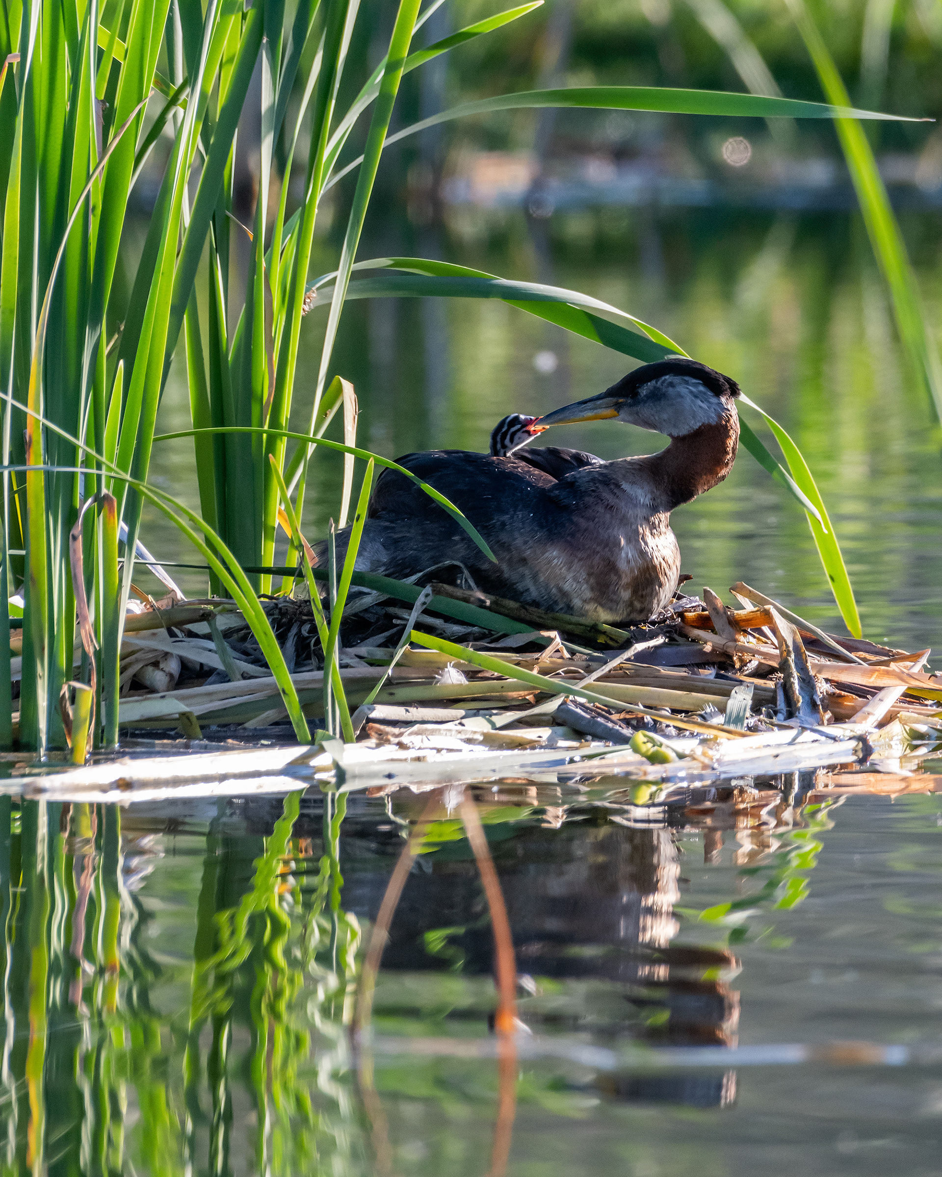 Red-necked Grebe (female) and her one day old chick at their nest, Marshall Springs - Fish Creek Prov. Park, Calgary, AB