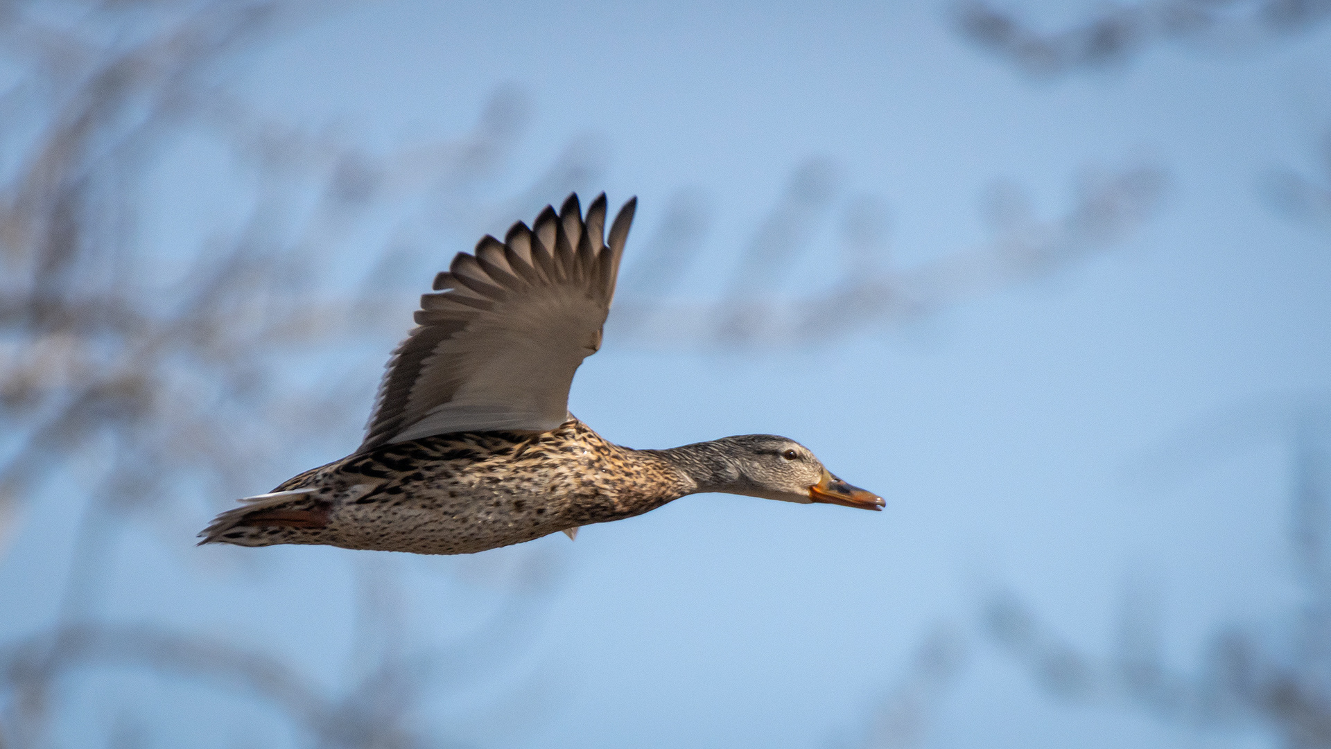Mallard (female) in flight, near the Harvie Passage of the Bow River, Pearce Estate Park, Calgary, AB