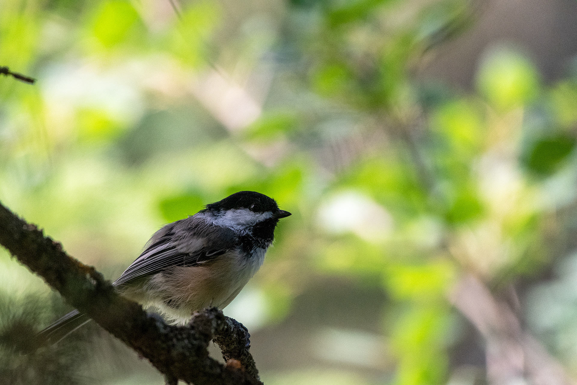 Black-capped Chickadee