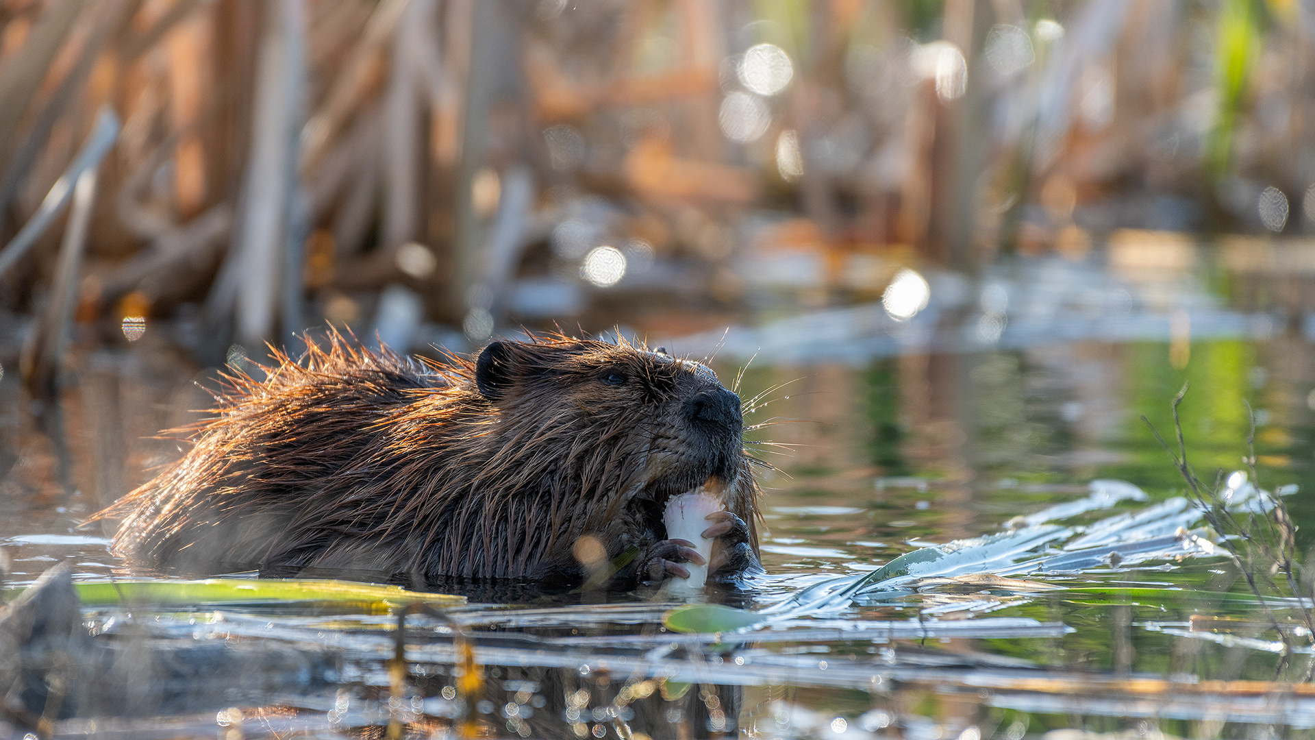 Beaver munching away on something at the Marshall Springs ponds in Fish Creek Provincial Park, Calgary, Alberta