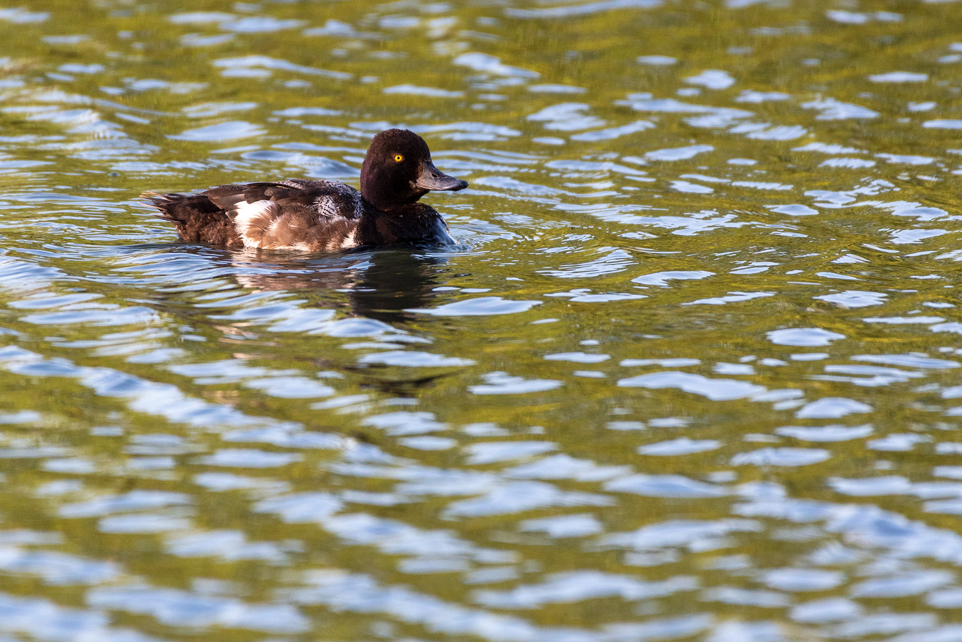 Lesser Scaup