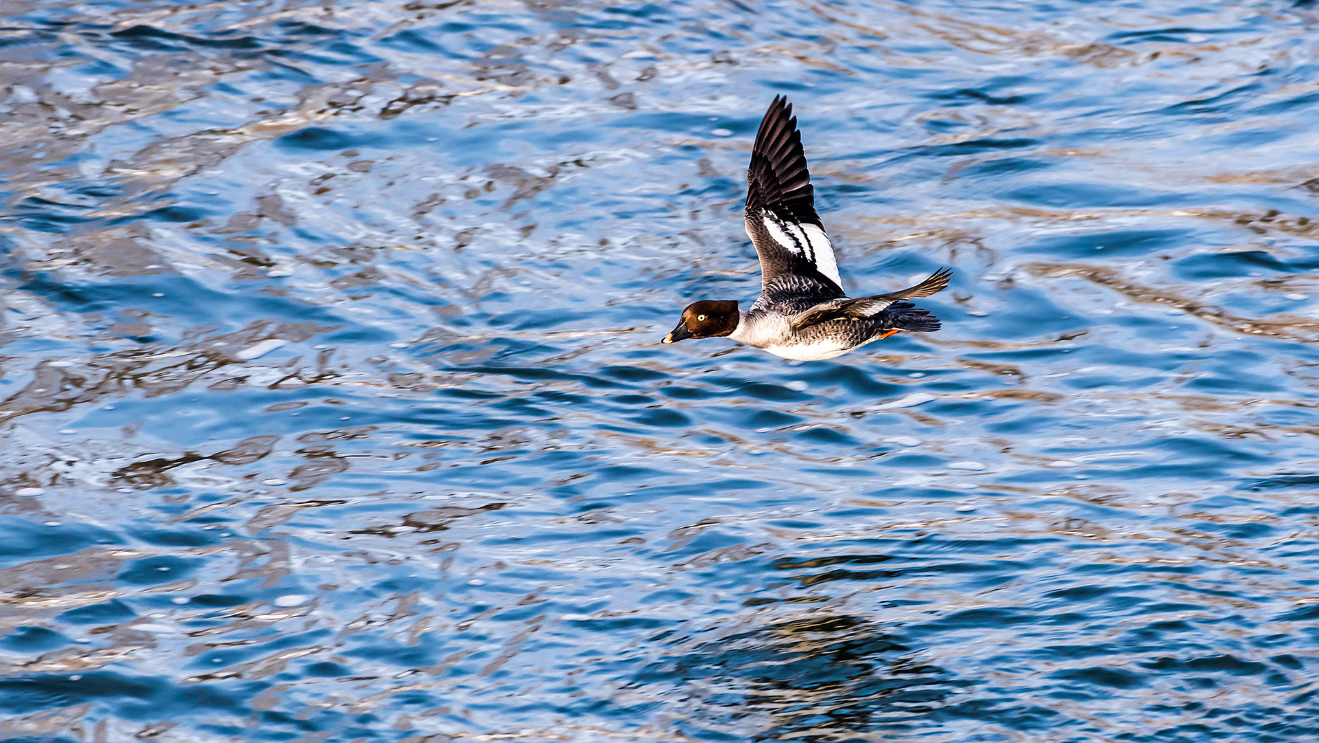 Goldeneye (female, in flight) near Carburn Park, Calgary, AB