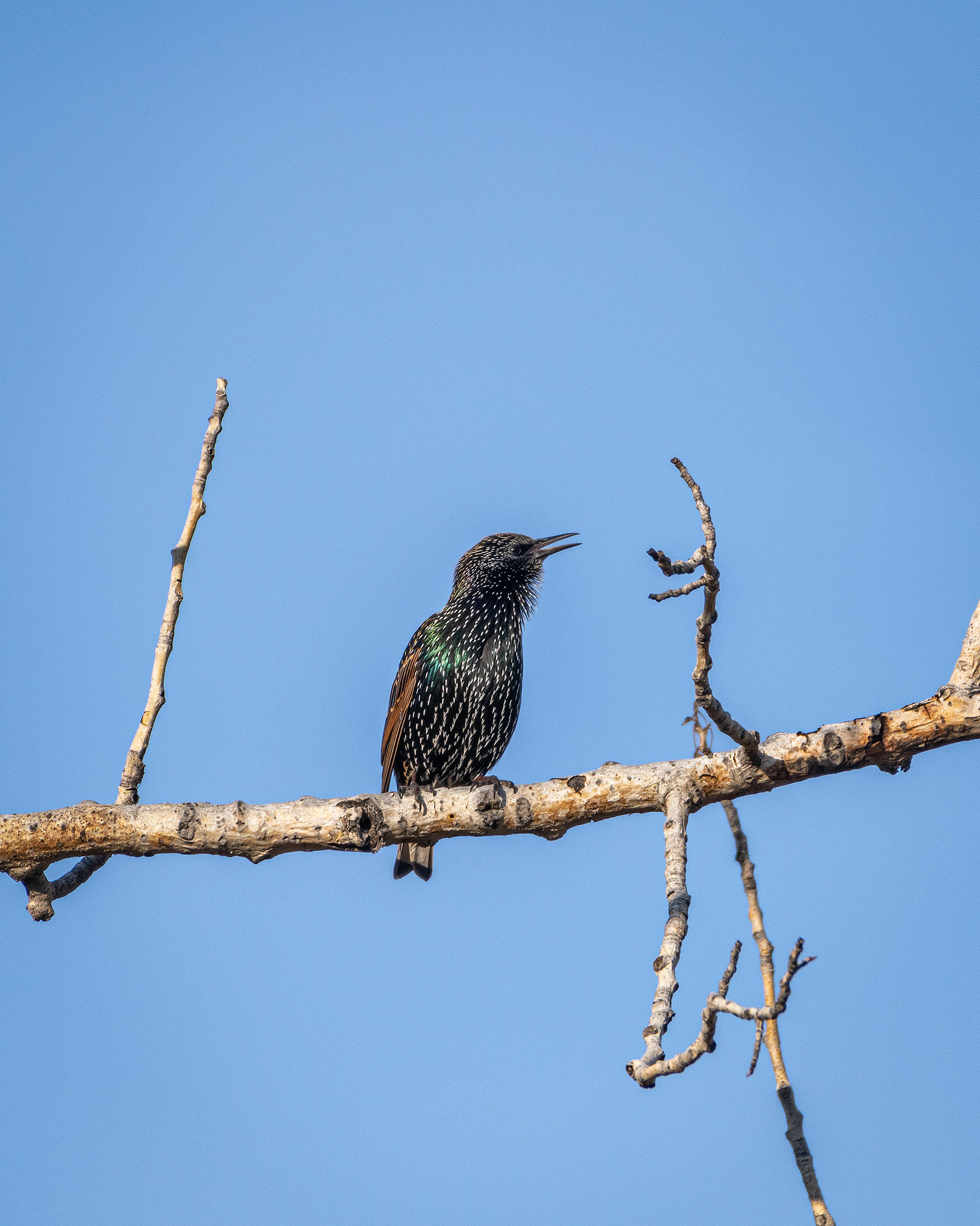 European Starling, Inglewood Bird Sanctuary, Calgary, AB - October 19th