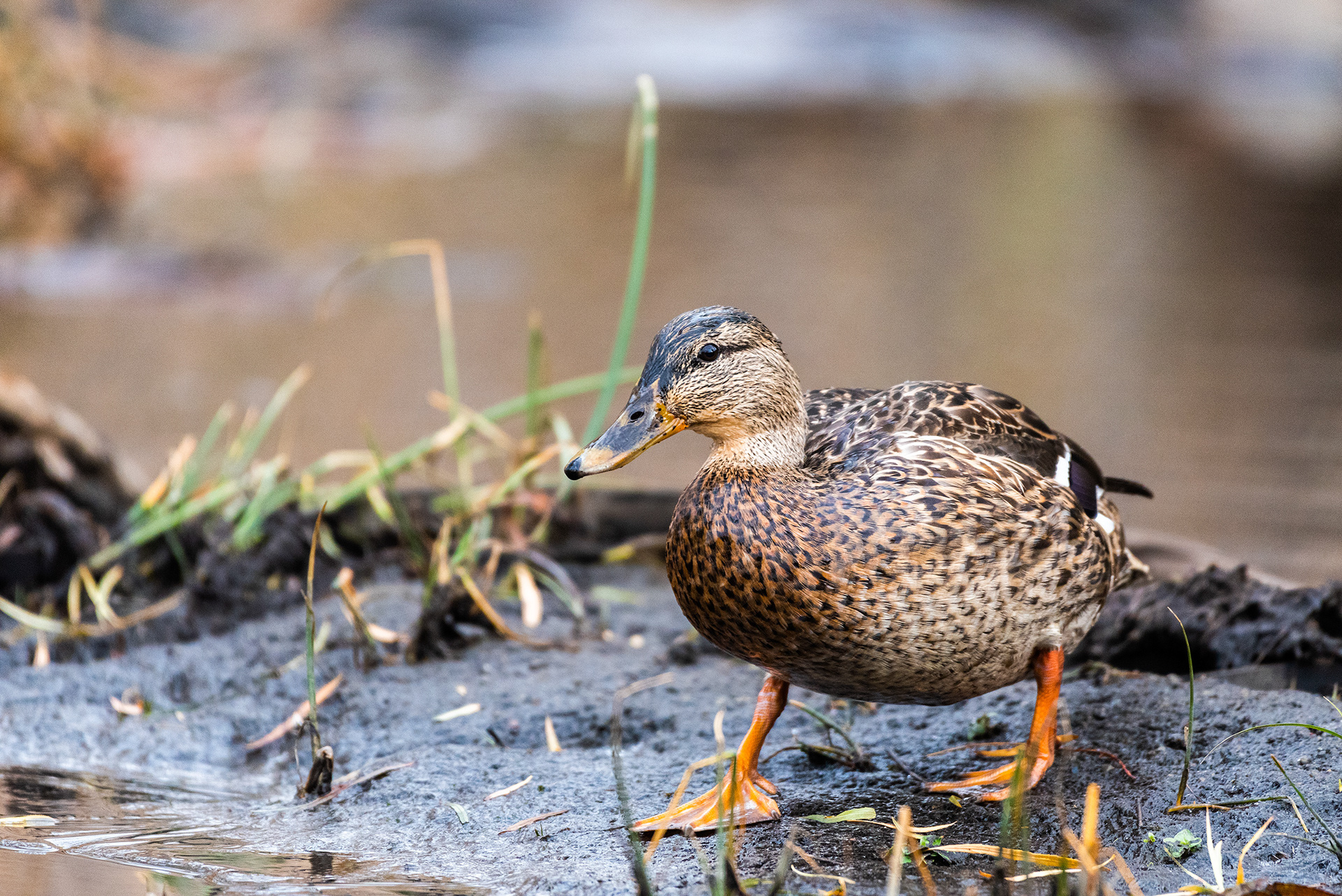 Mallard near the Marshall Springs ponds in Fish Creek Provincial Park