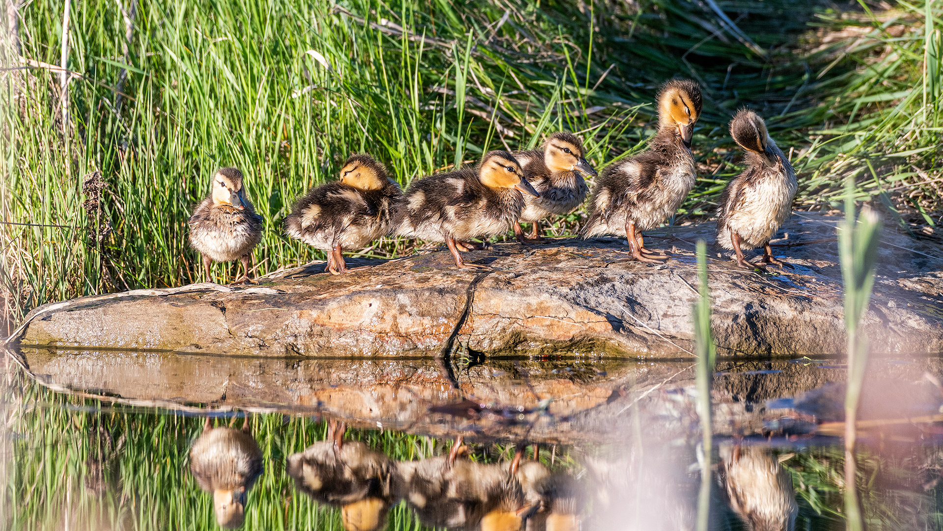 Mallard ducklings at the Marshall Springs ponds in Fish Creek Provincial Park, Calgary, Alberta