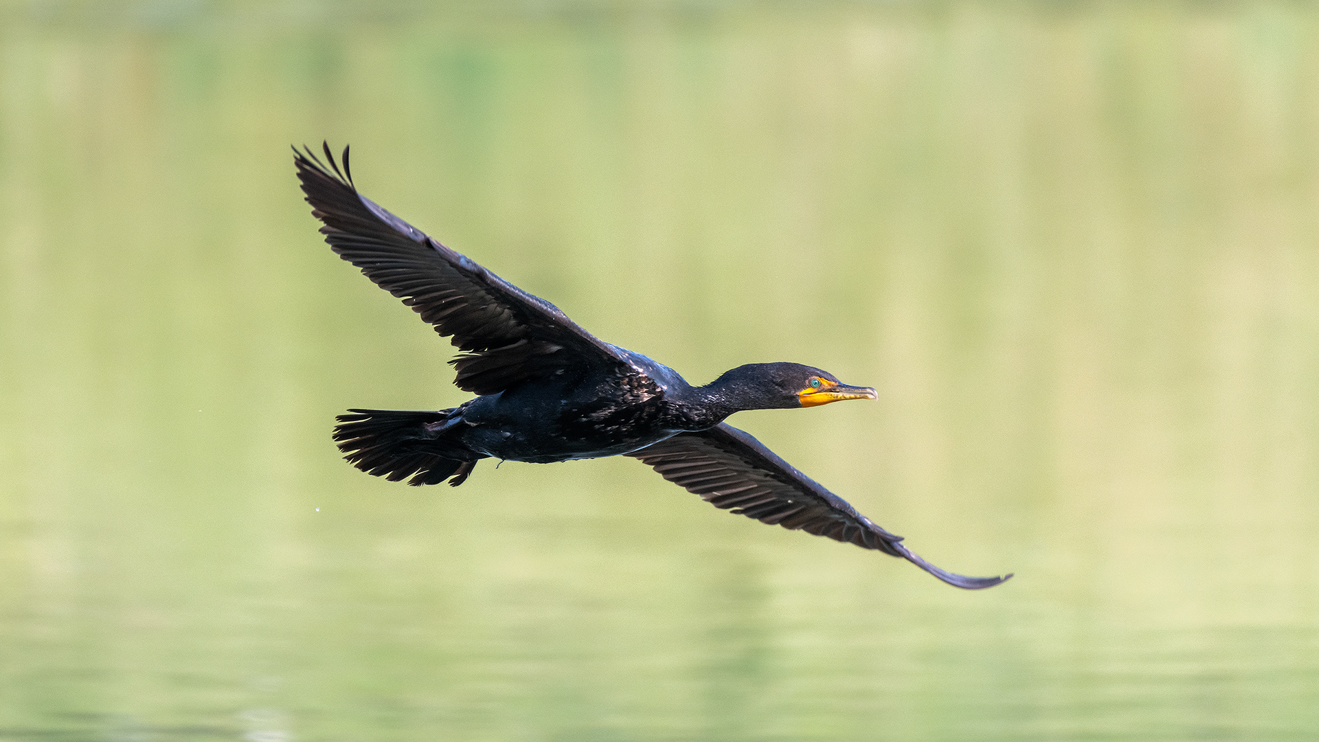 Double-crested Cormorant (in flight), Marshall Springs - Fish Creek Prov. Park, Calgary, AB