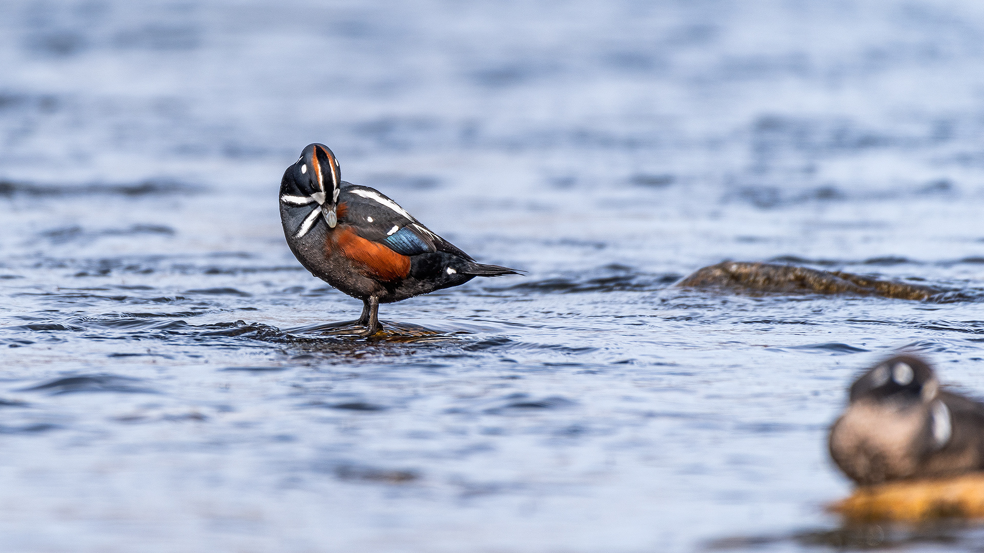 Harlequin Ducks on the Bow River near Carburn Park, Calgary, AB