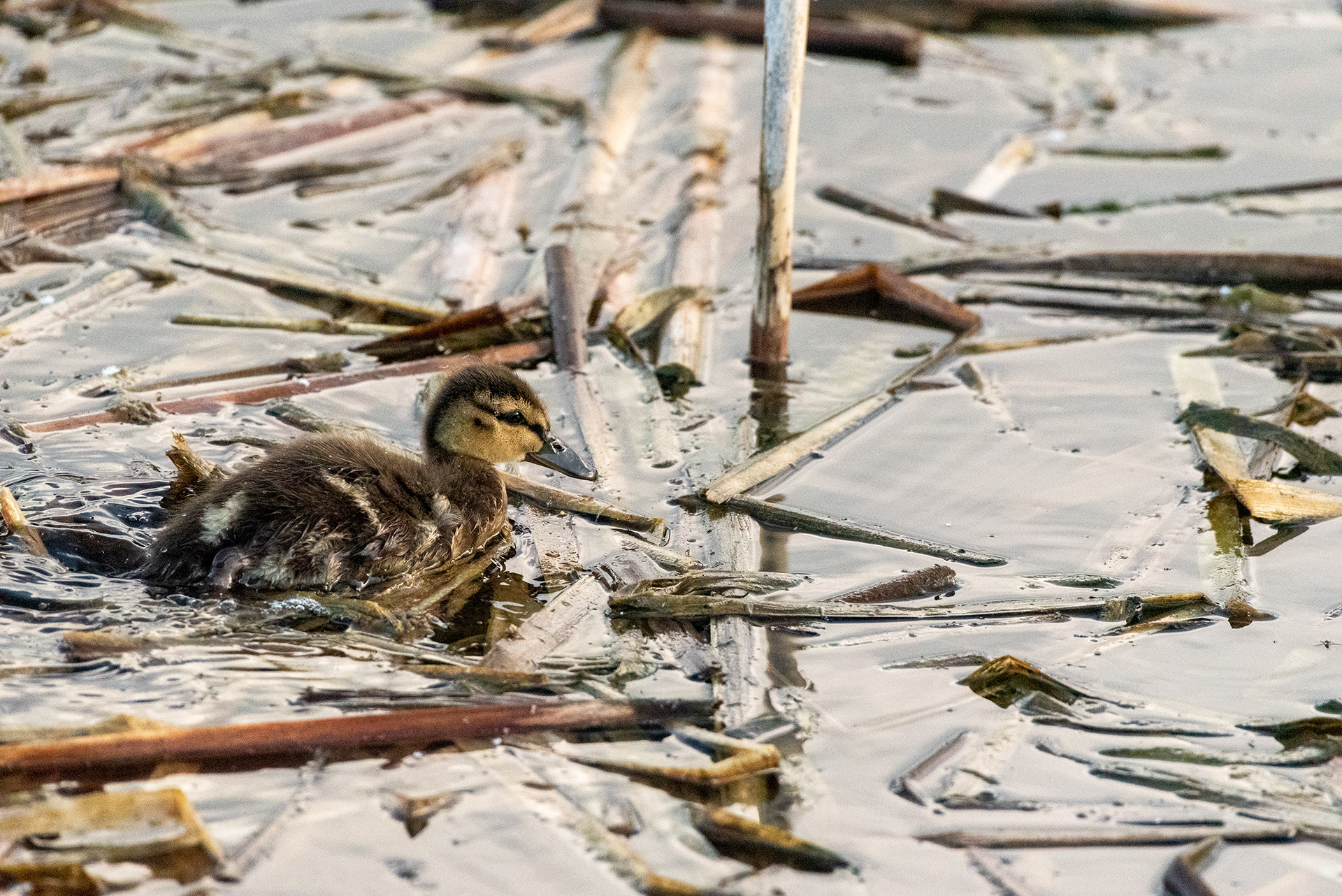 Mallard duckling, Marshall Springs, Fish Creek Provincial Park, Calgary, Alberta