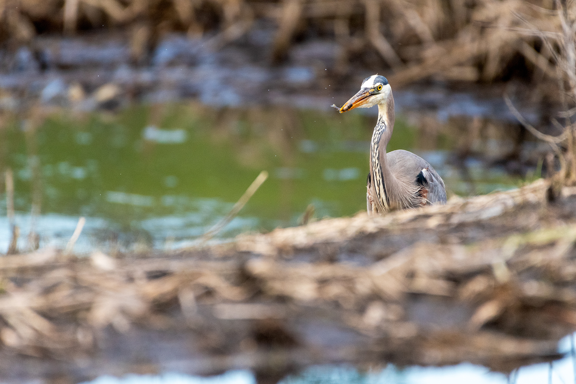 Great Blue Heron