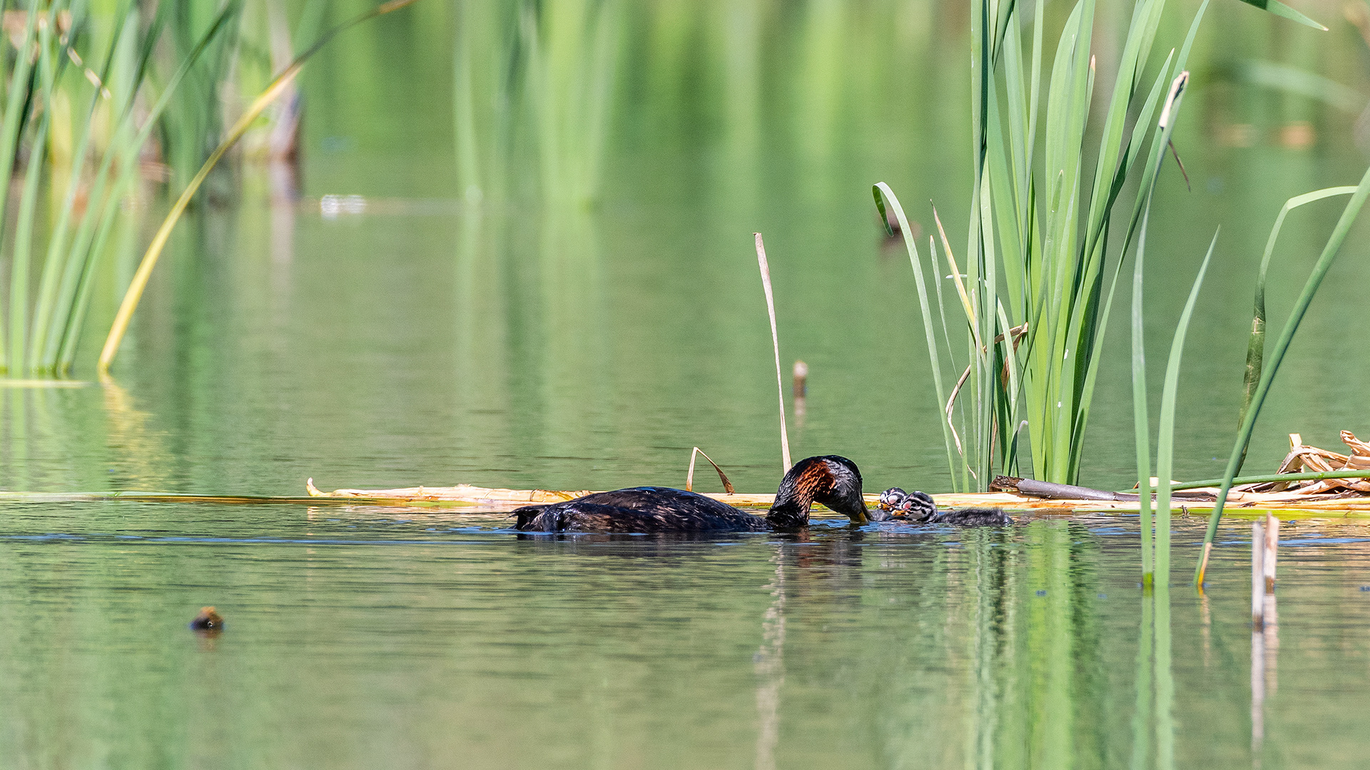 Red-necked Grebe (male) with the two chicks in the water, Marshall Springs - Fish Creek Prov. Park, Calgary, AB