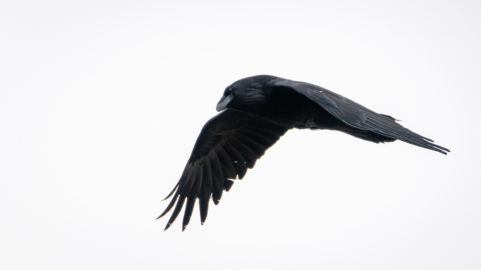 Common Raven in flight - Southview Off Leash Dog Park, Calgary, AB