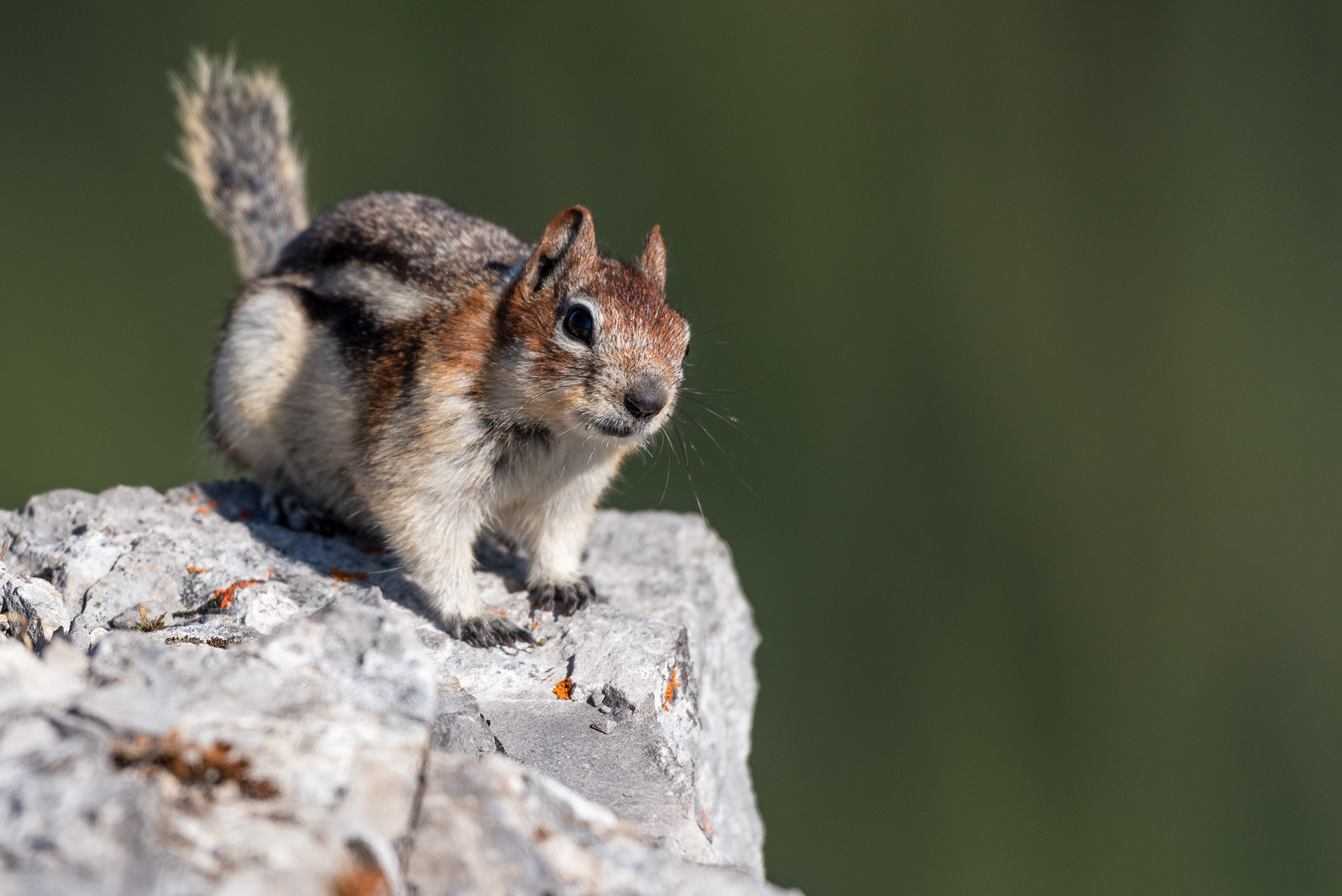 Chipmunk