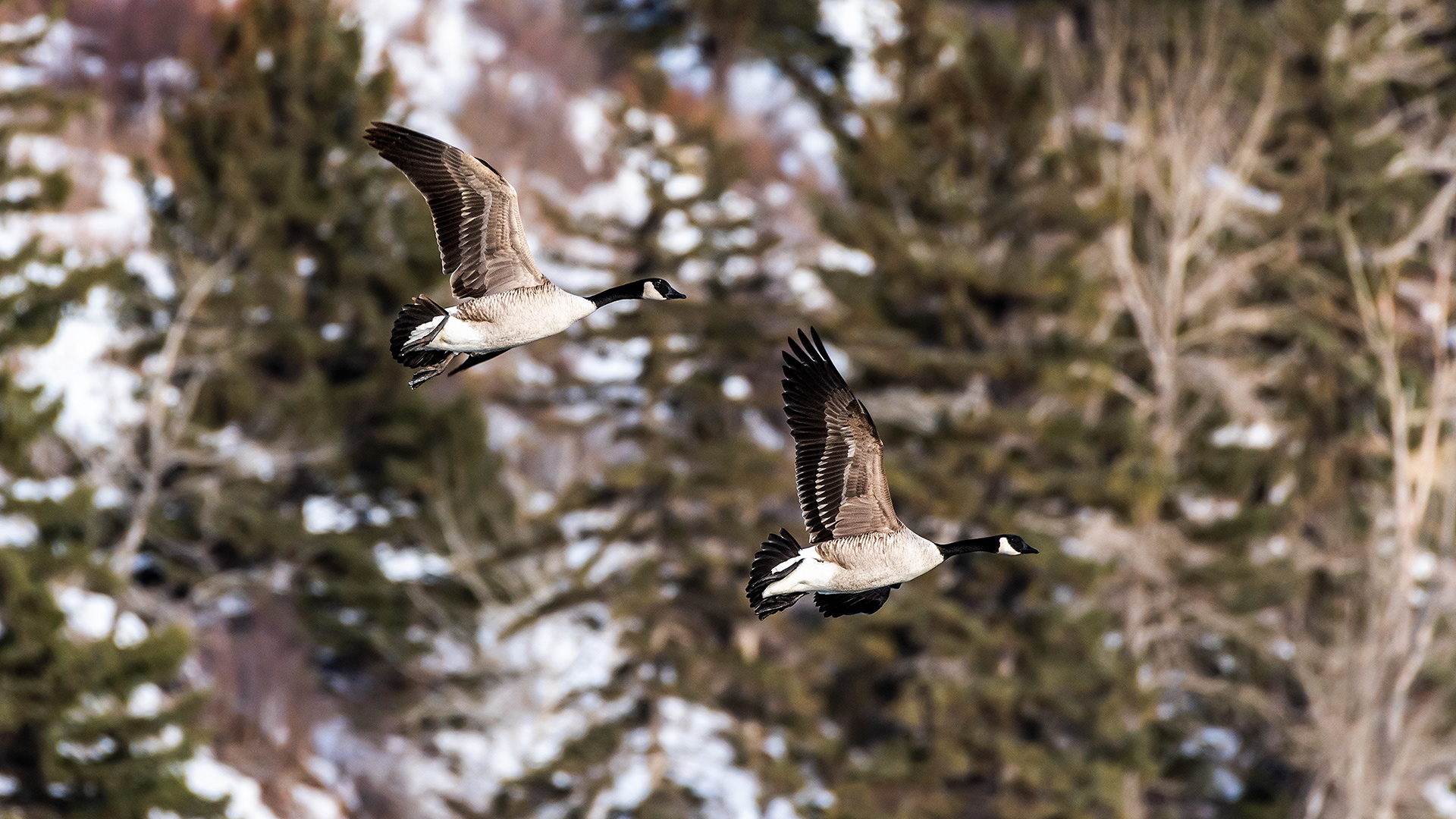 Canada Geese pair (in flight) near Mallard Point, Fish Creek Prov. Park, Calgary, AB