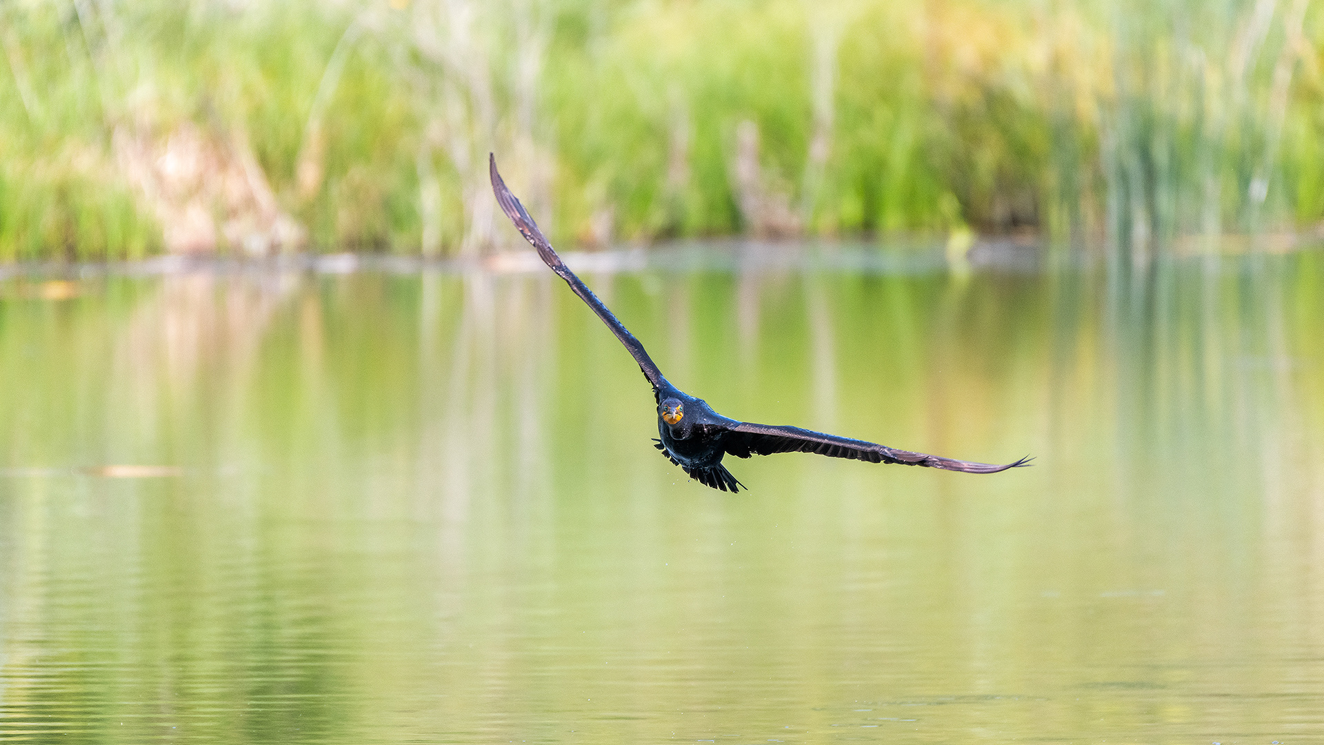Double-crested Cormorant (in flight), Marshall Springs - Fish Creek Prov. Park, Calgary, AB