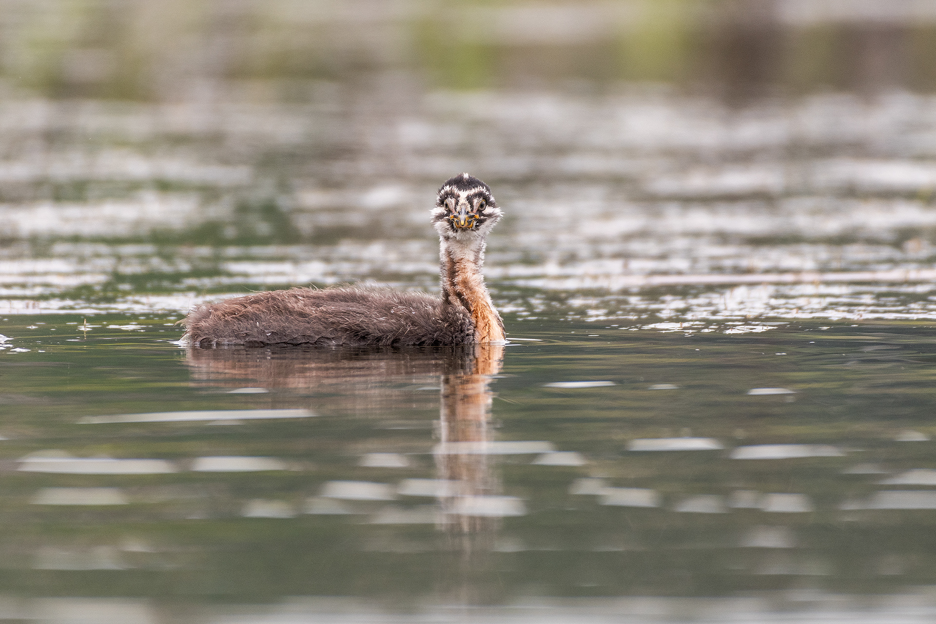 Red-necked Grebe (immature), Marshall Springs - Fish Creek Prov. Park, Calgary, AB