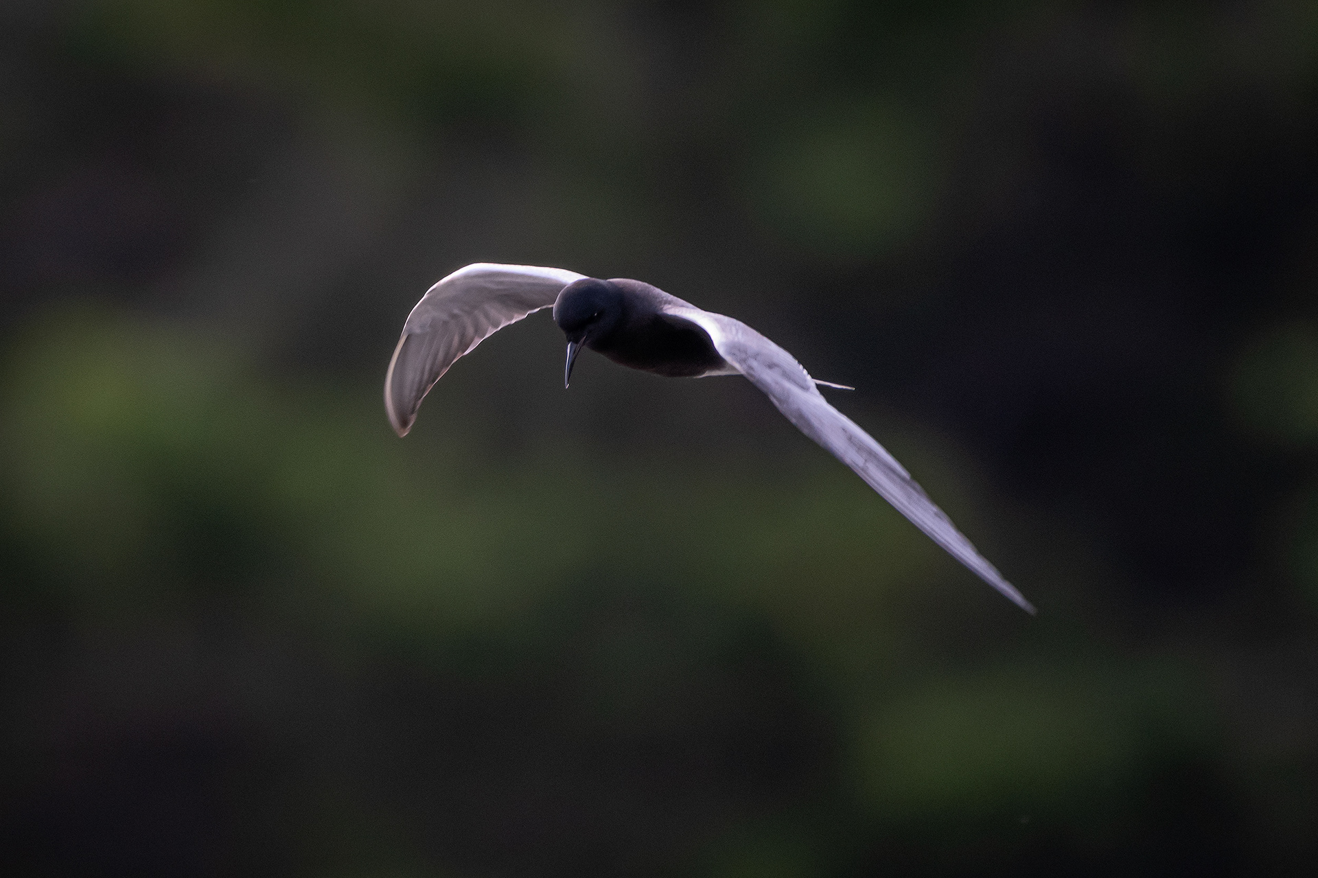 Black Tern (in flight), Marshall Springs ponds, Fish Creek Provincial Park, Calgary, AB