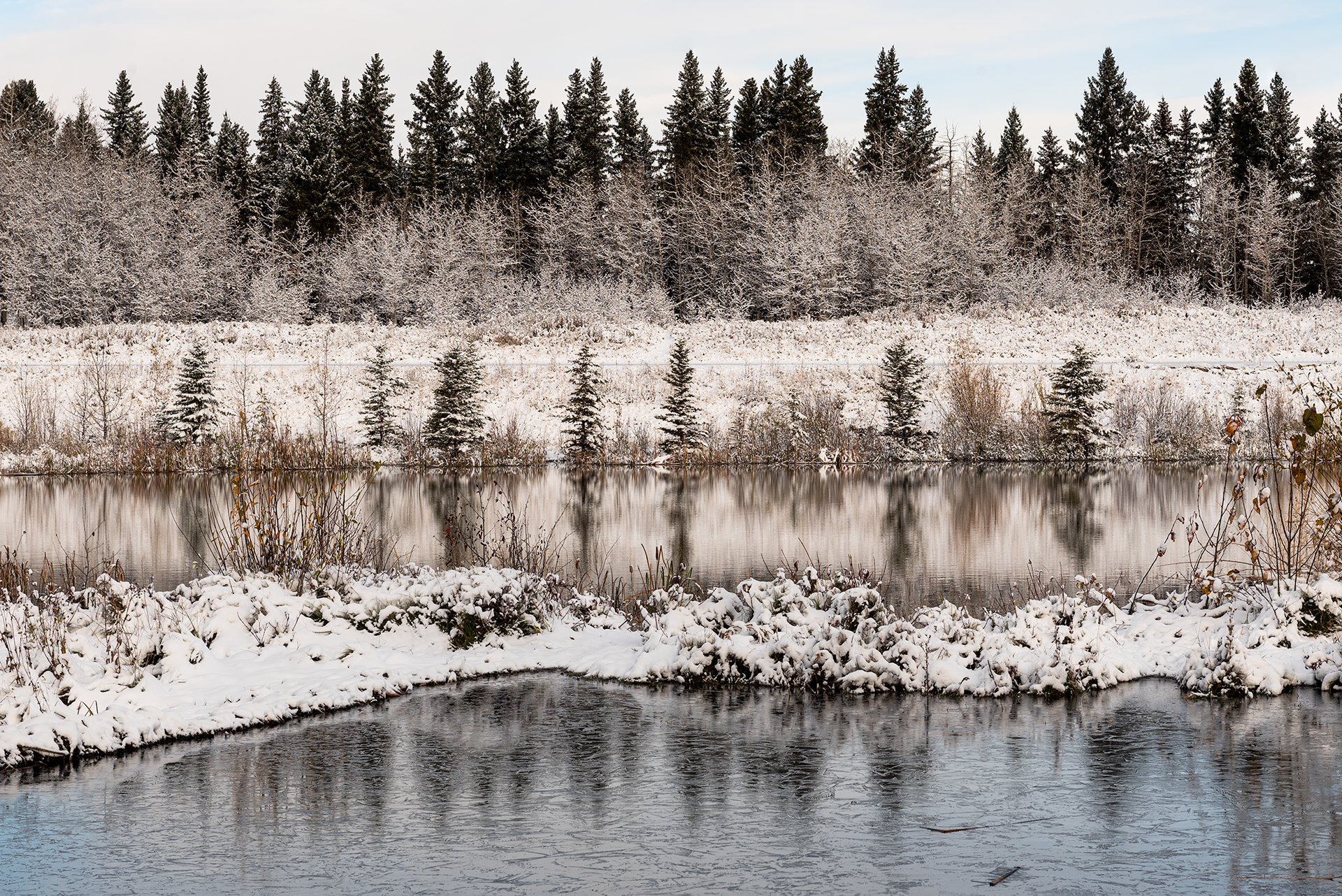 The shallow pond water already starting to freeze over at the Marshall Springs ponds in Fish Creek Provincial Park