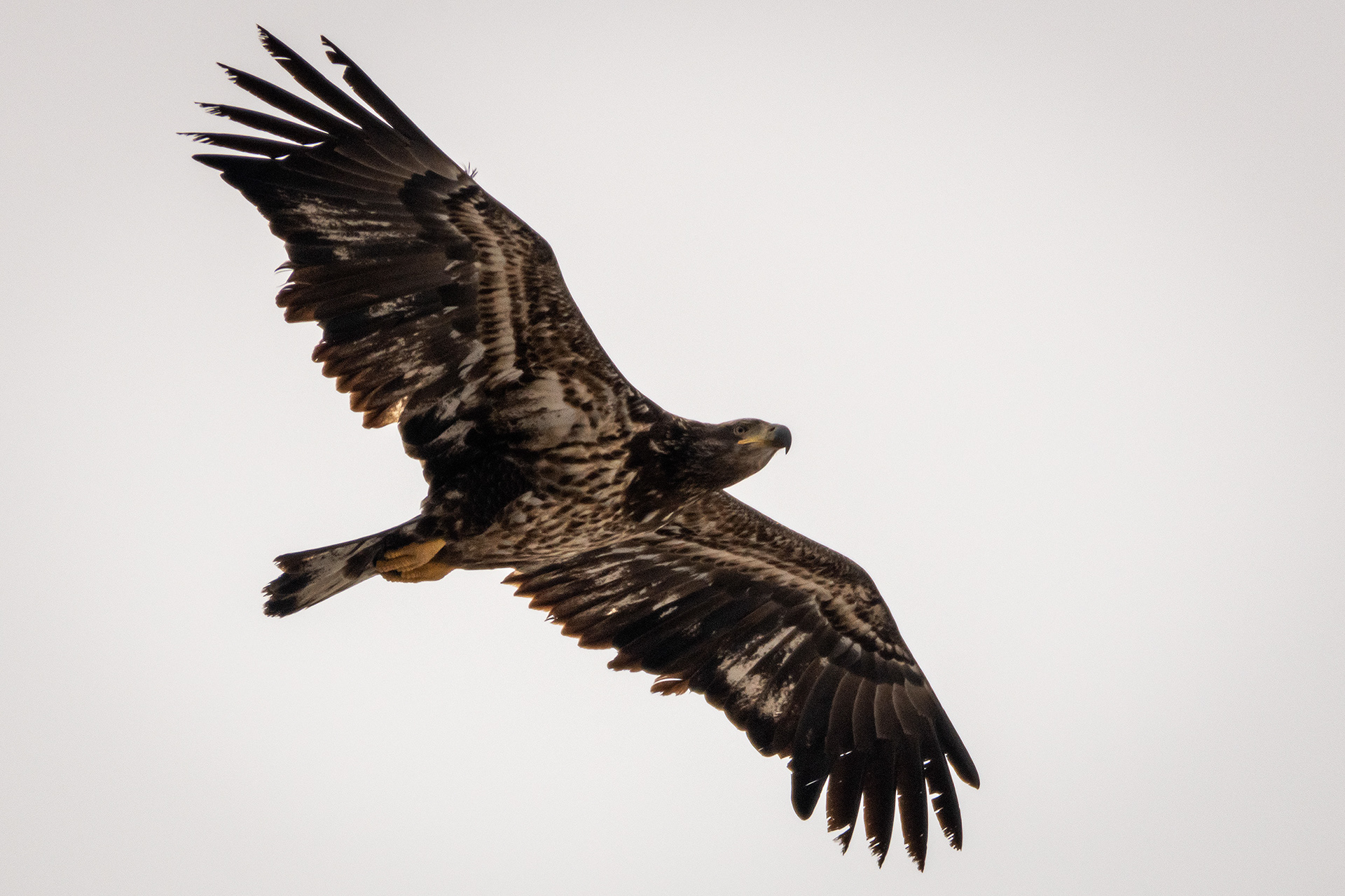 Bald Eagle (immature) in flight - Southview Off Leash Dog Park, Calgary, AB