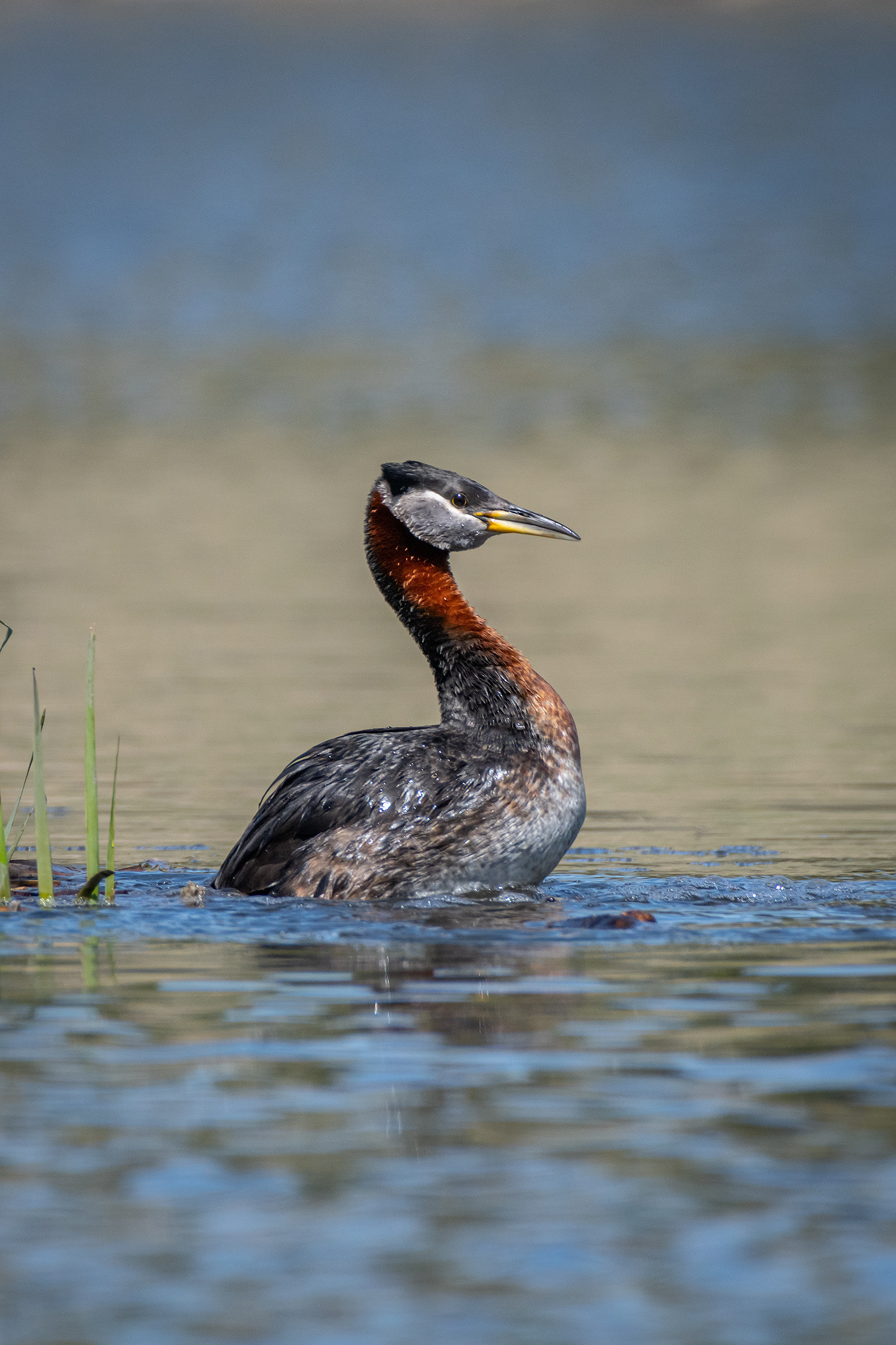 Red-necked Grebe (male), Marshall Springs ponds, Fish Creek Provincial Park, Calgary, AB