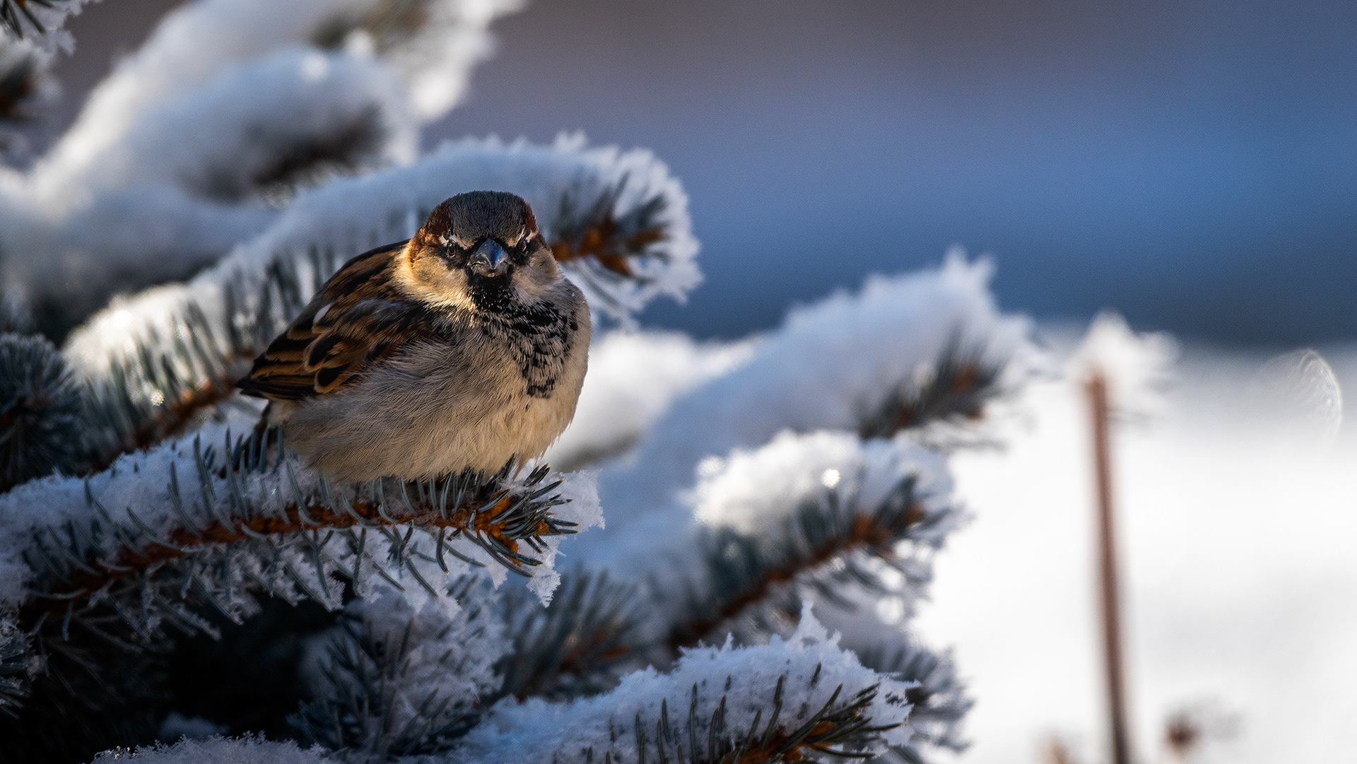 House Sparrow in a tree, Bridlewood, Calgary, AB