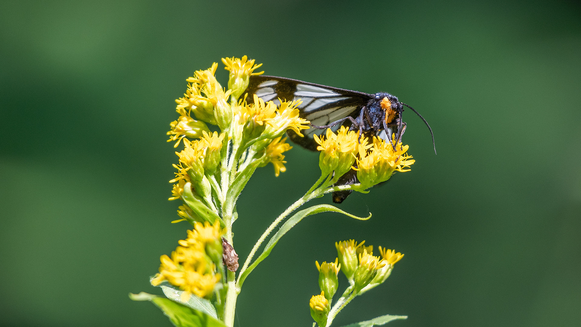 Butterfly, Marshall Springs - Fish Creek Prov. Park, Calgary, AB