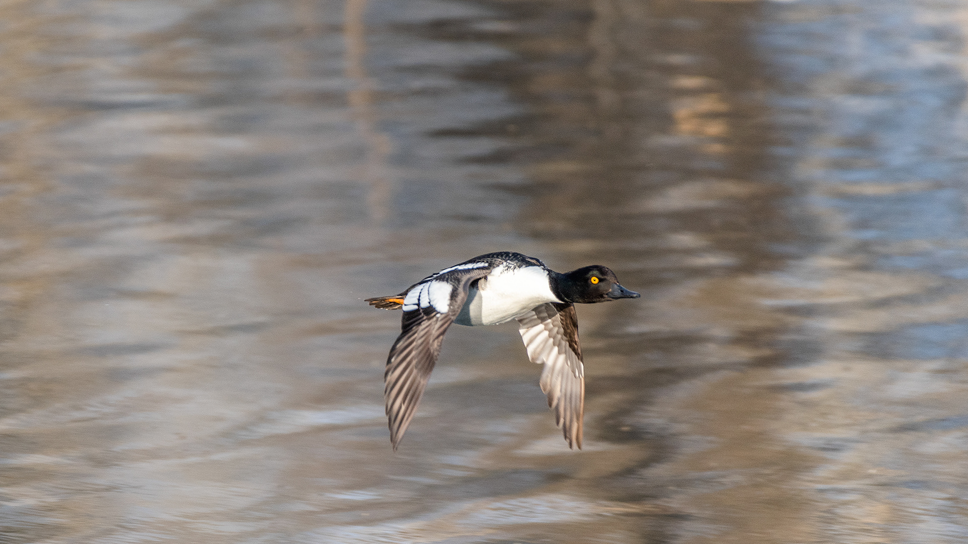 Goldeneye (male) in flight at the Inglewood Bird Sanctuary & Nature Centre, Calgary, Alberta