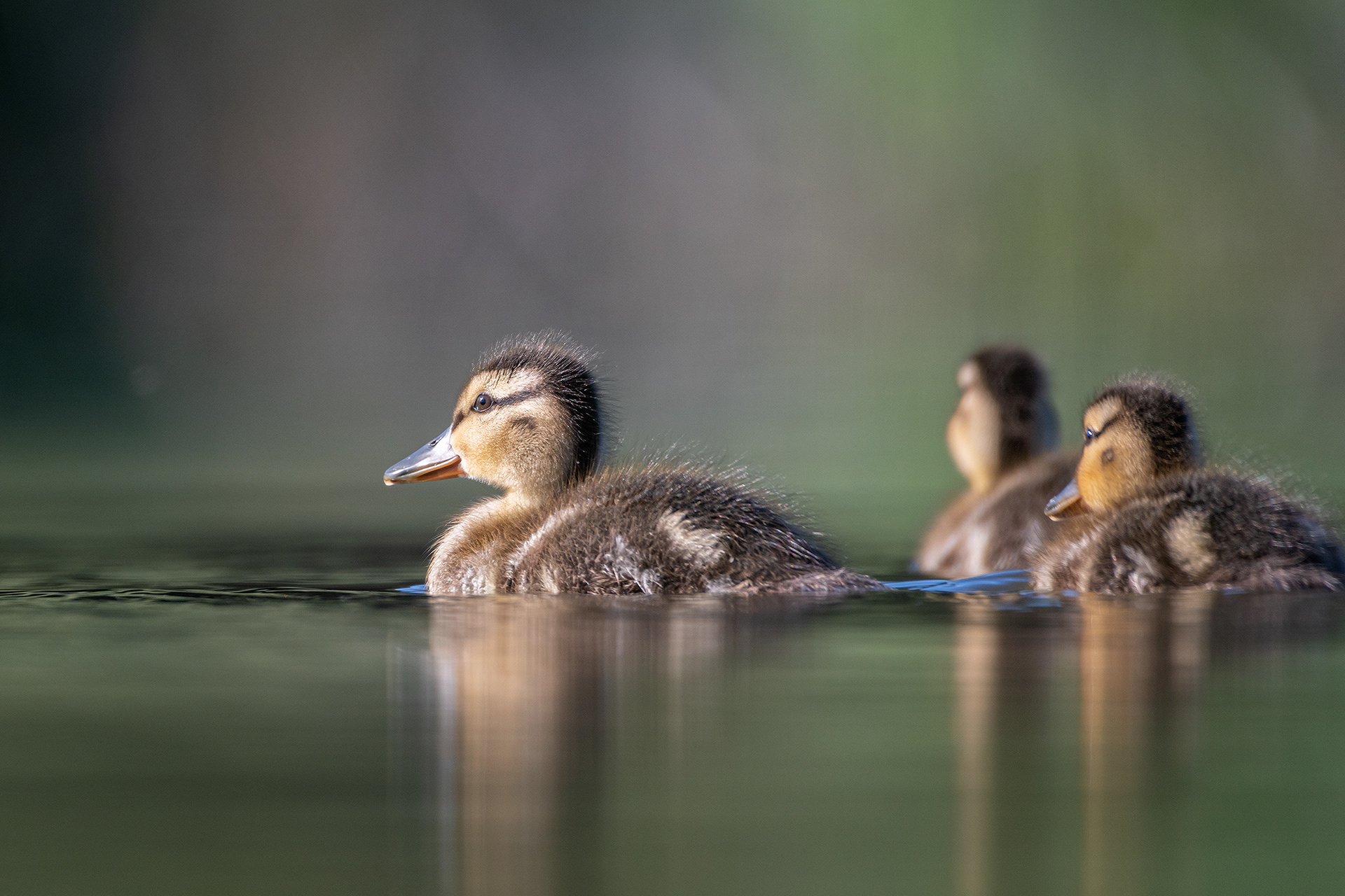 Ducklings, Marshall Springs ponds, Fish Creek Provincial Park, Calgary, AB