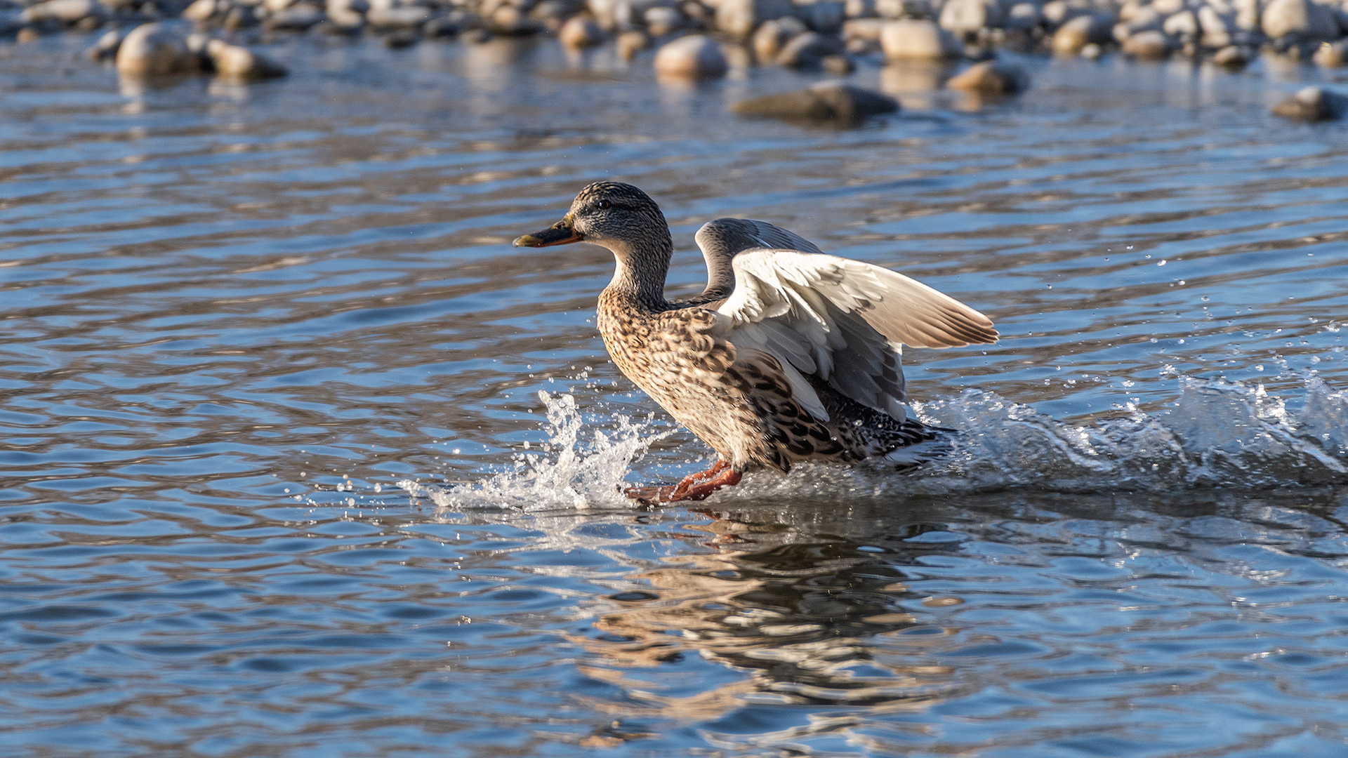 Mallard (female) landing on the Bow River near Carburn Park, Calgary, AB