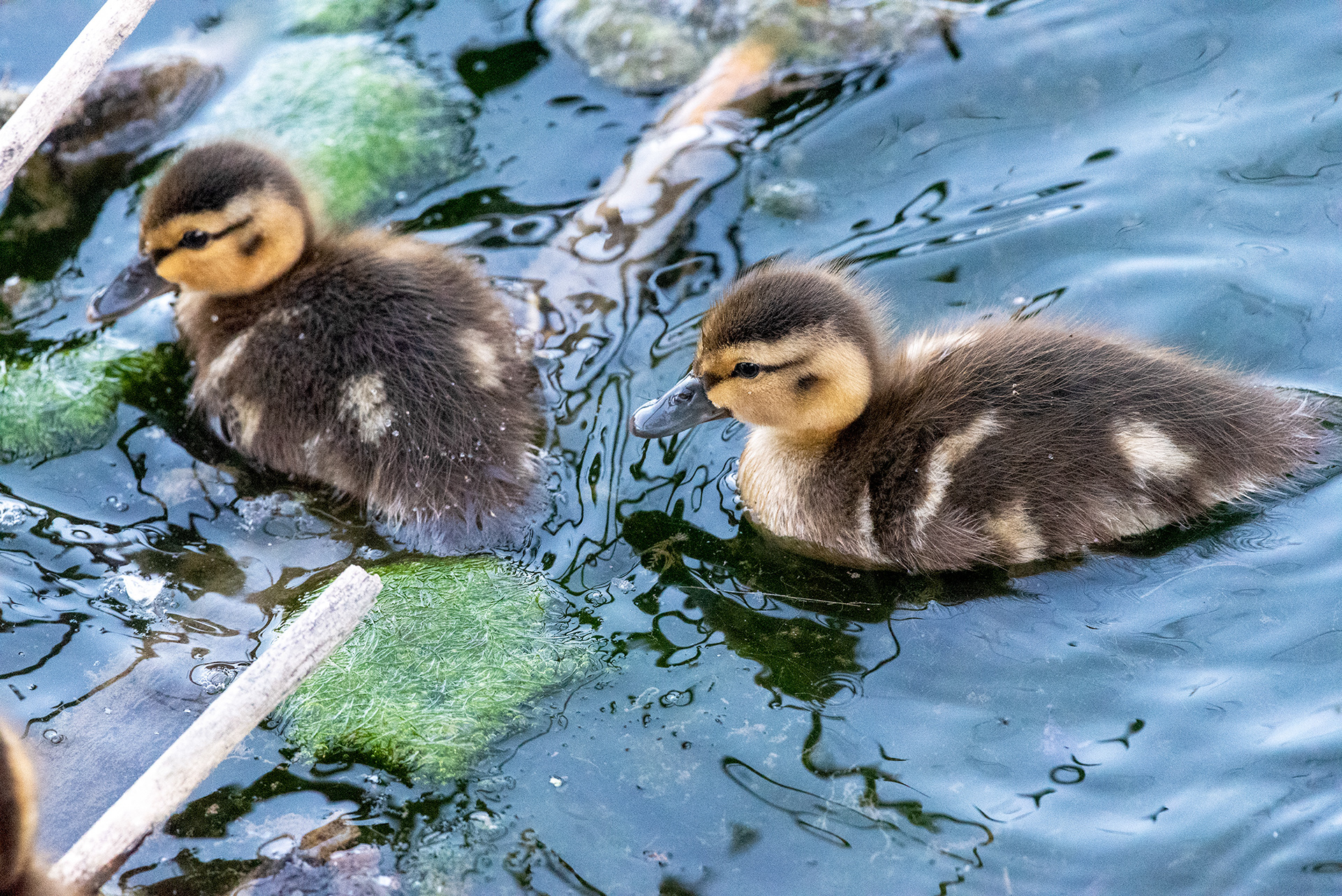 Mallard ducklings