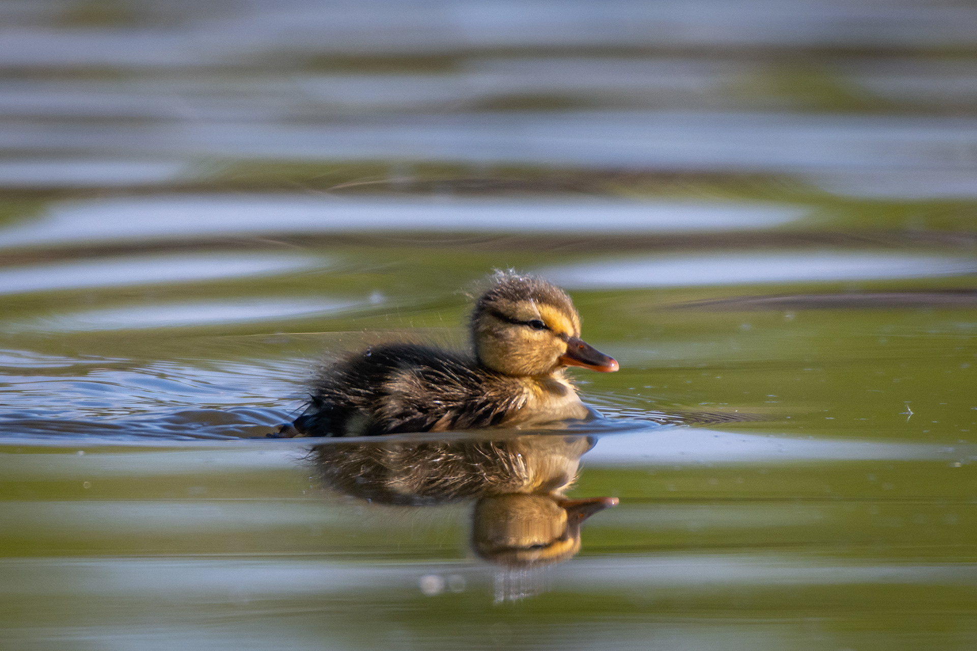 Mallard duckling, Marshall Springs ponds, Fish Creek Provincial Park, Calgary, AB